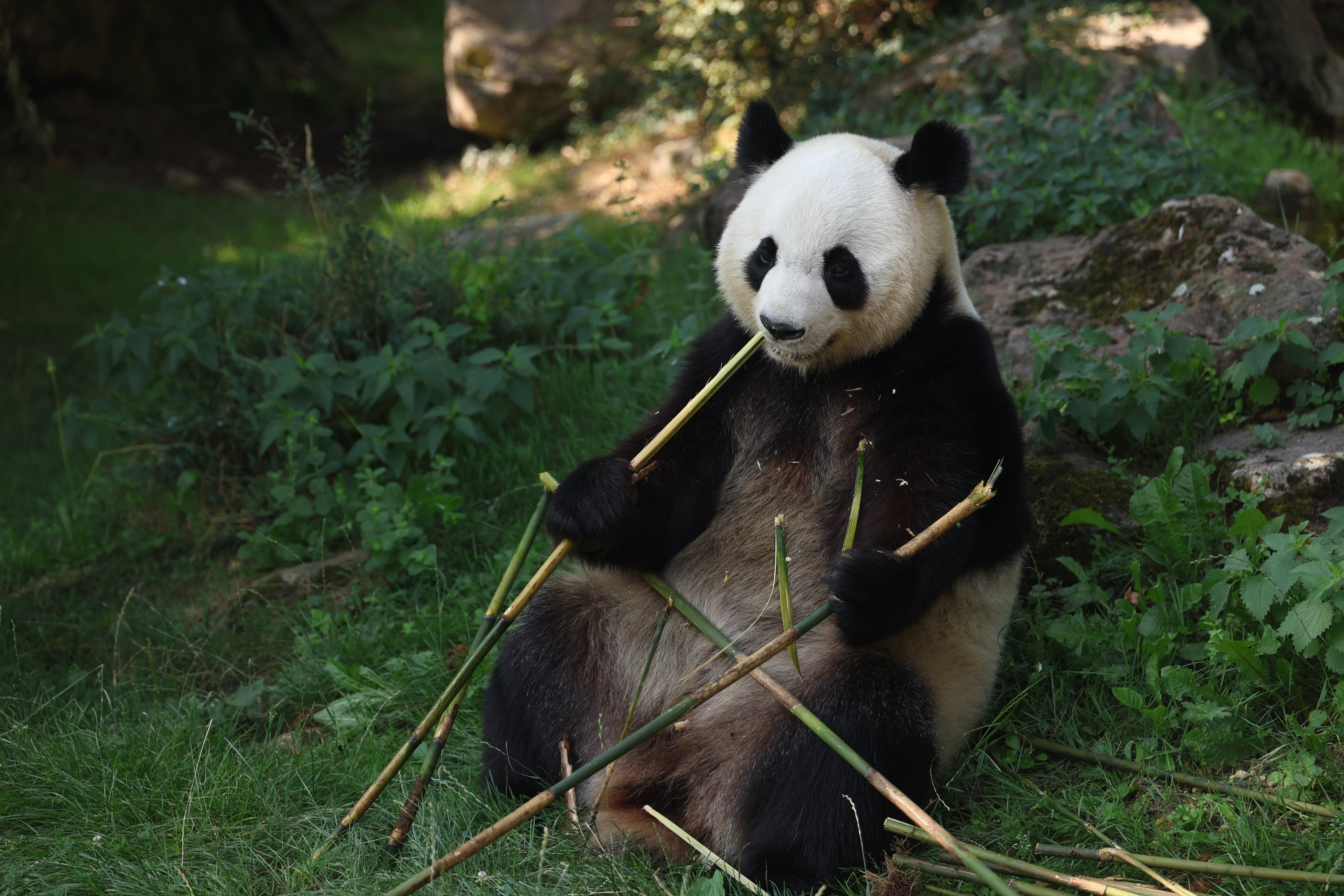 ZooParc de Beauval