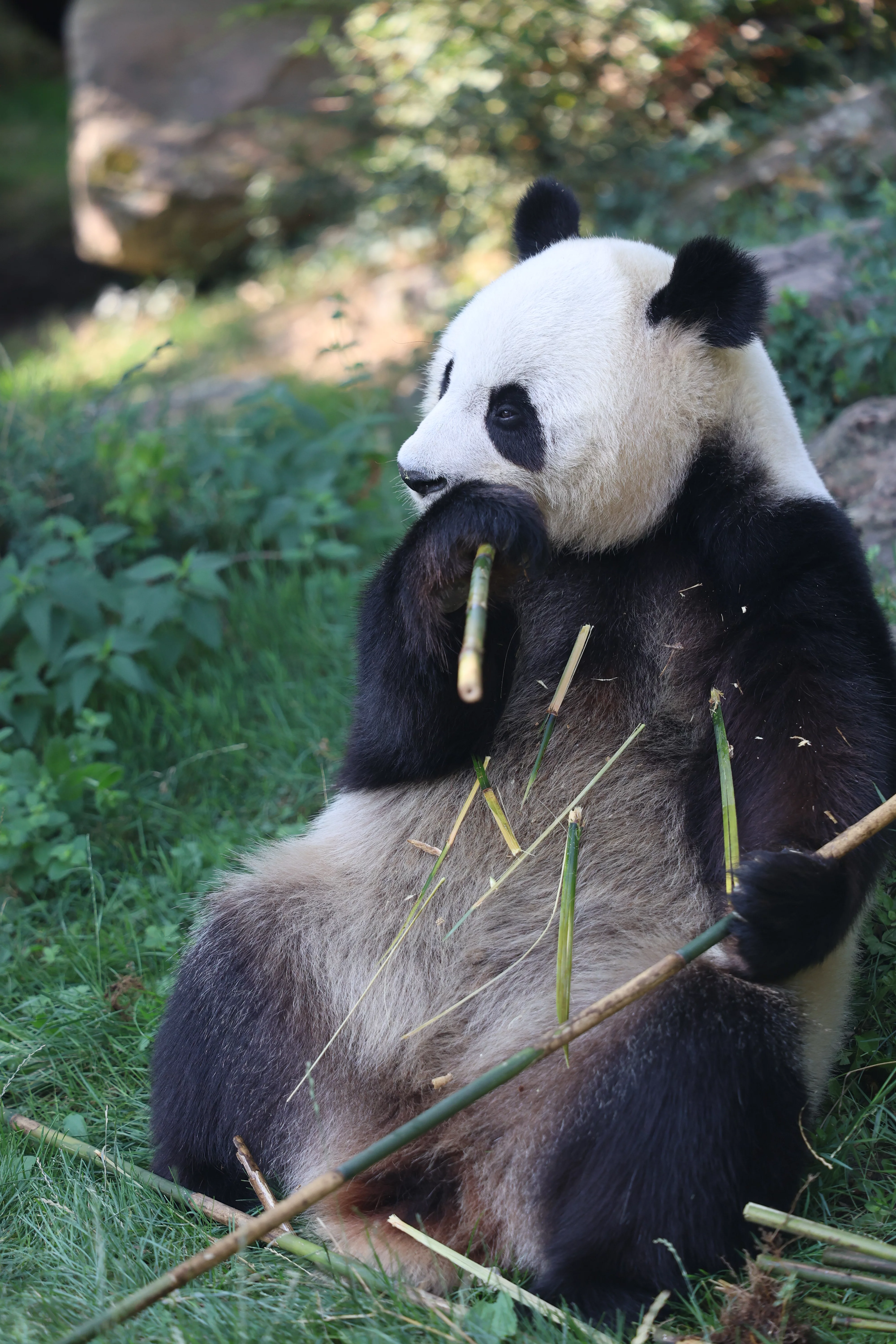 ZooParc de Beauval