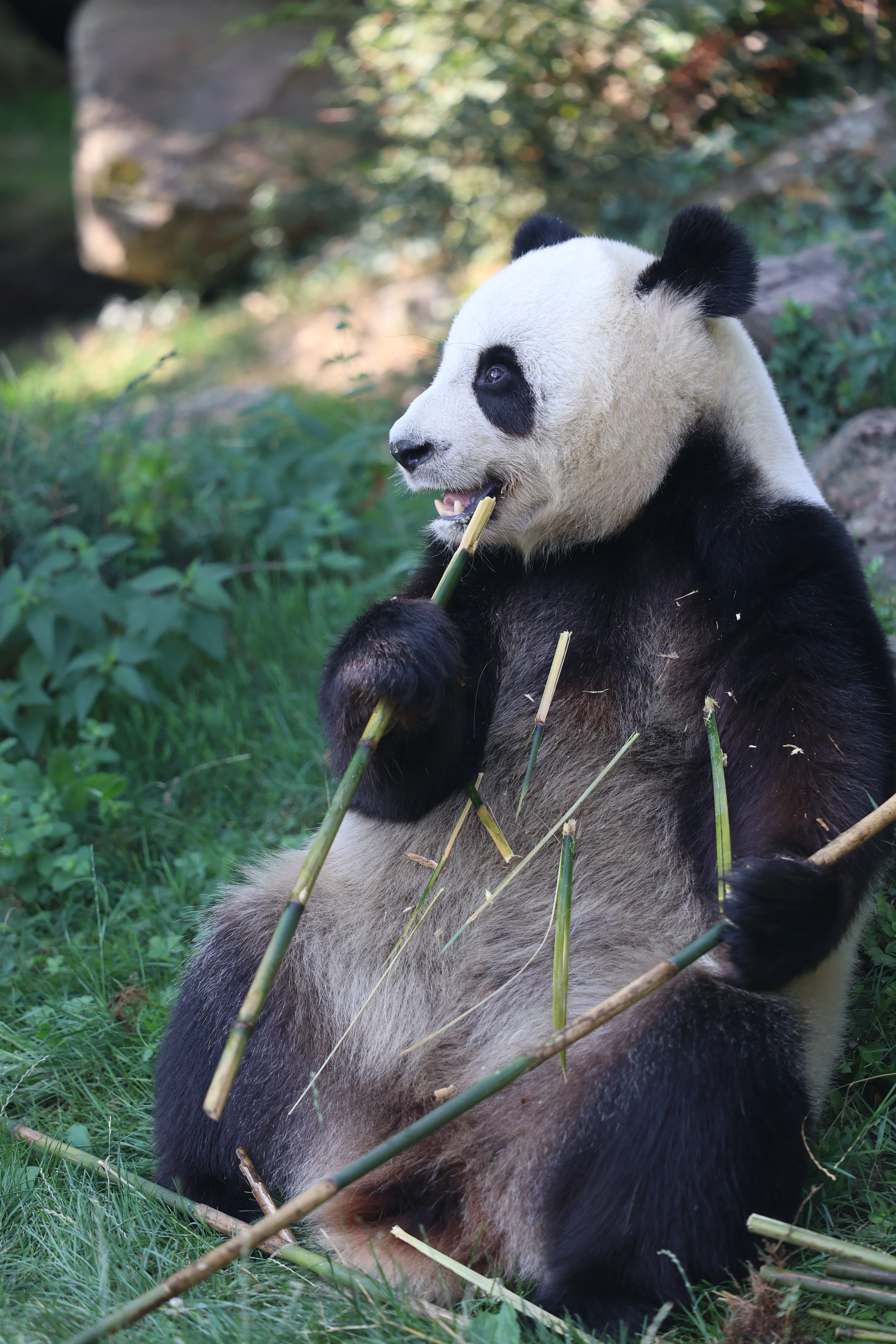 ZooParc de Beauval