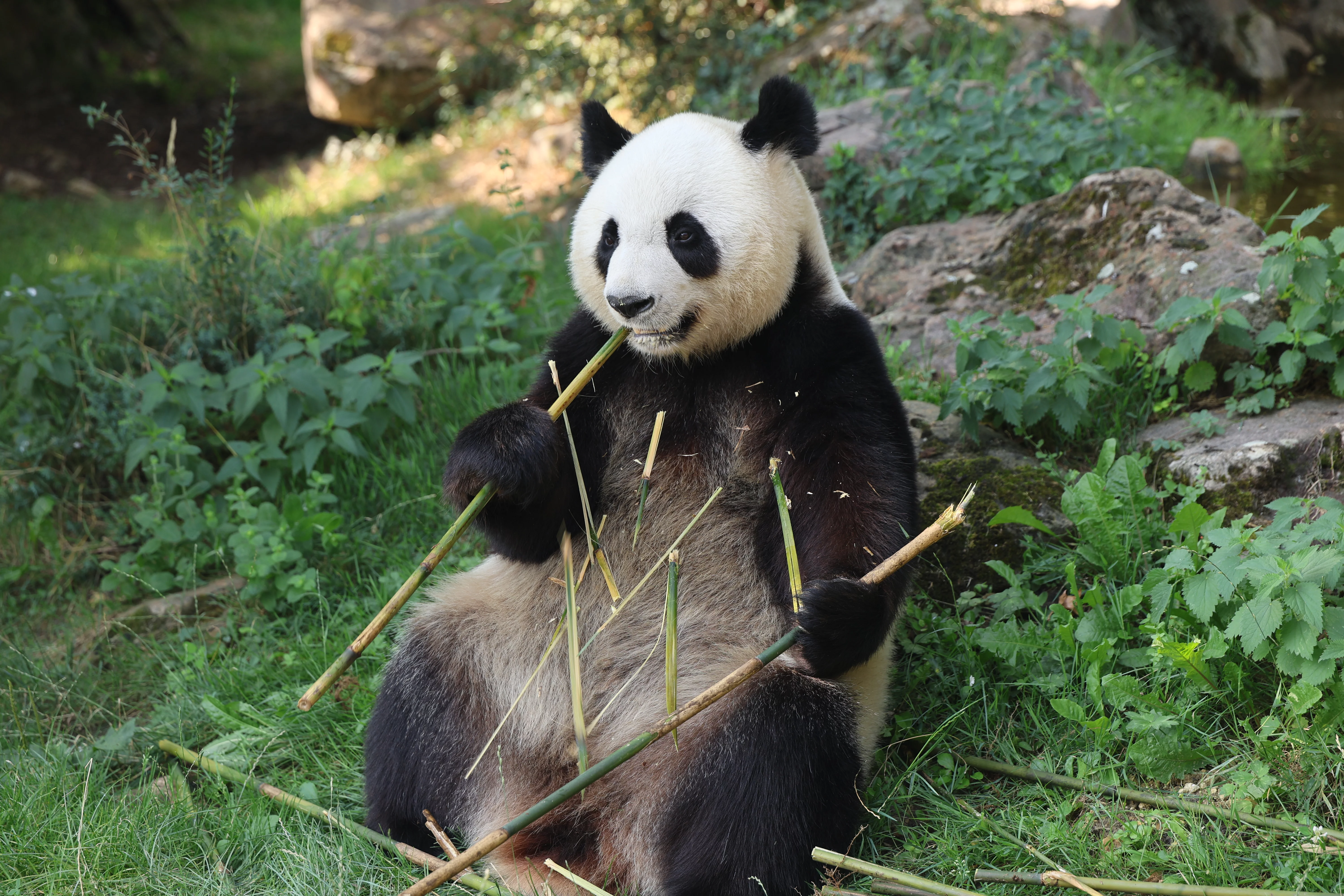 ZooParc de Beauval