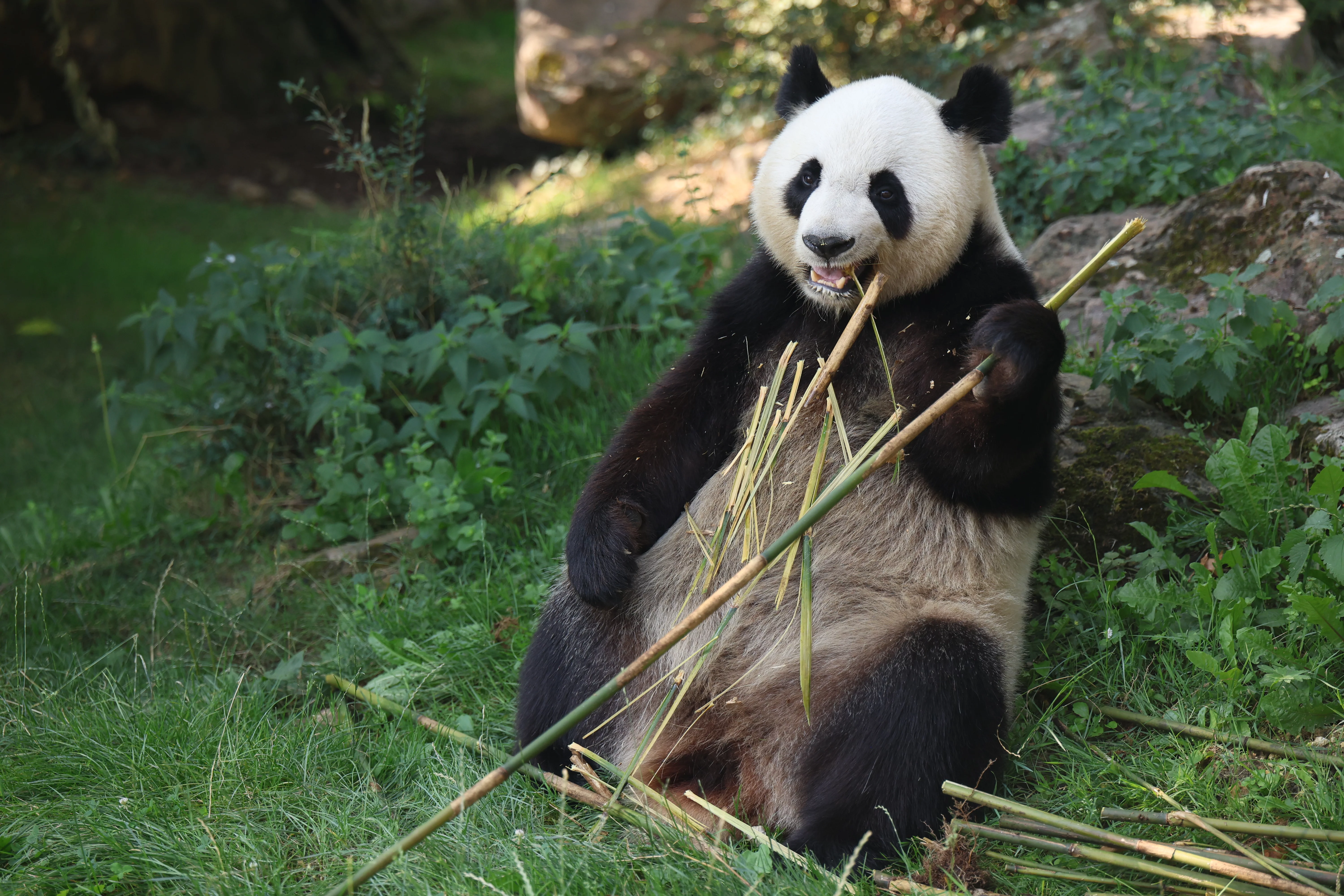 ZooParc de Beauval