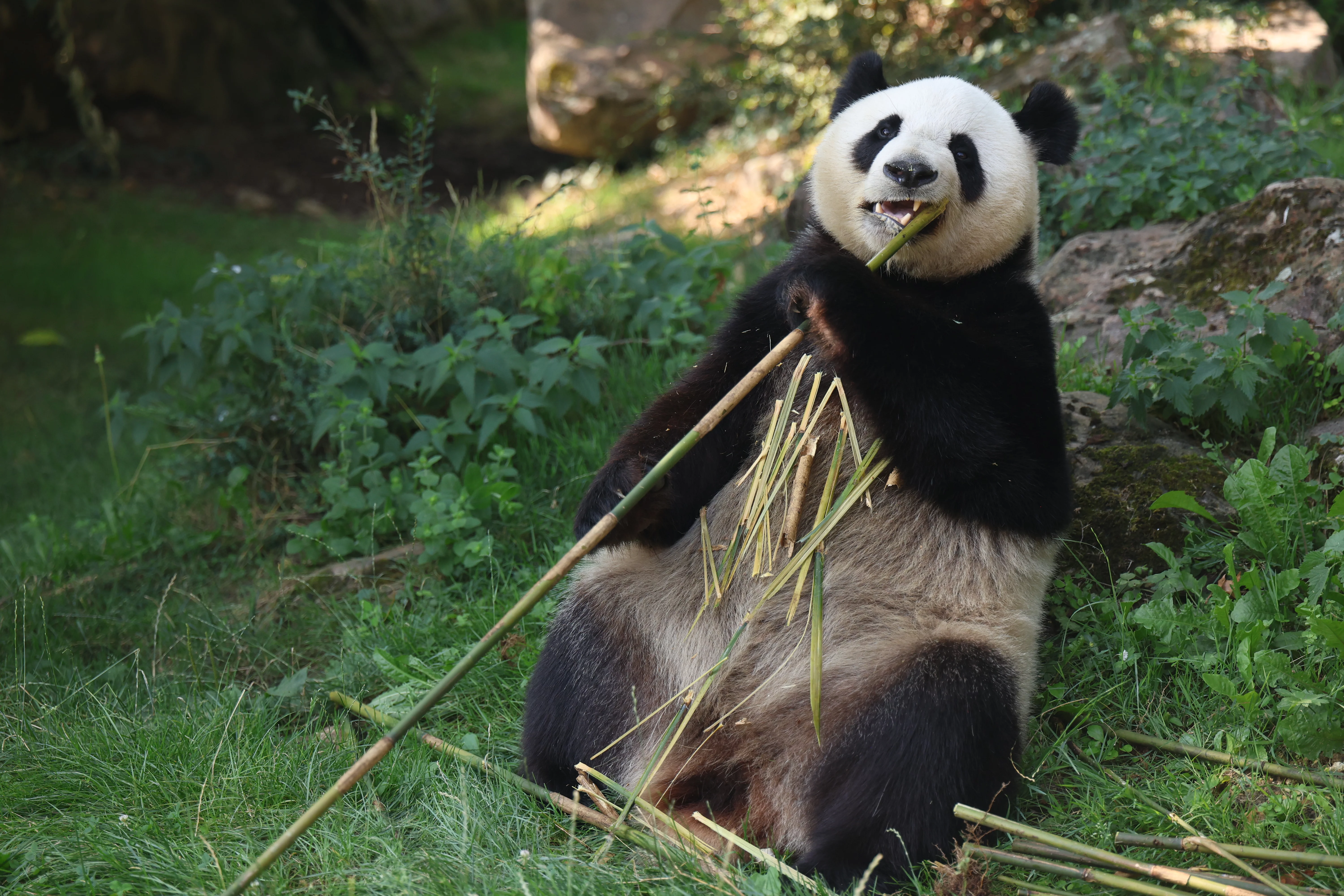 ZooParc de Beauval