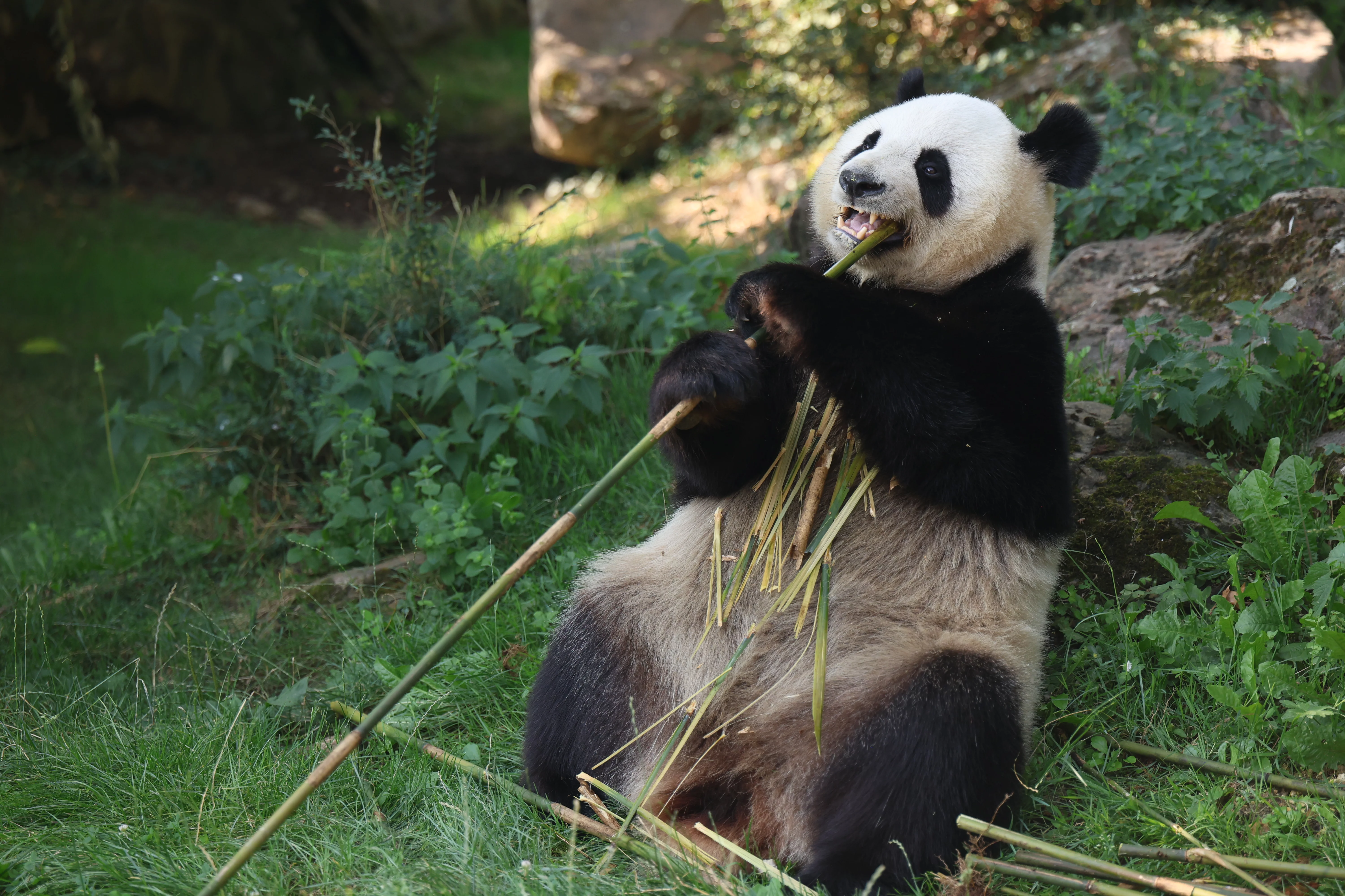 ZooParc de Beauval