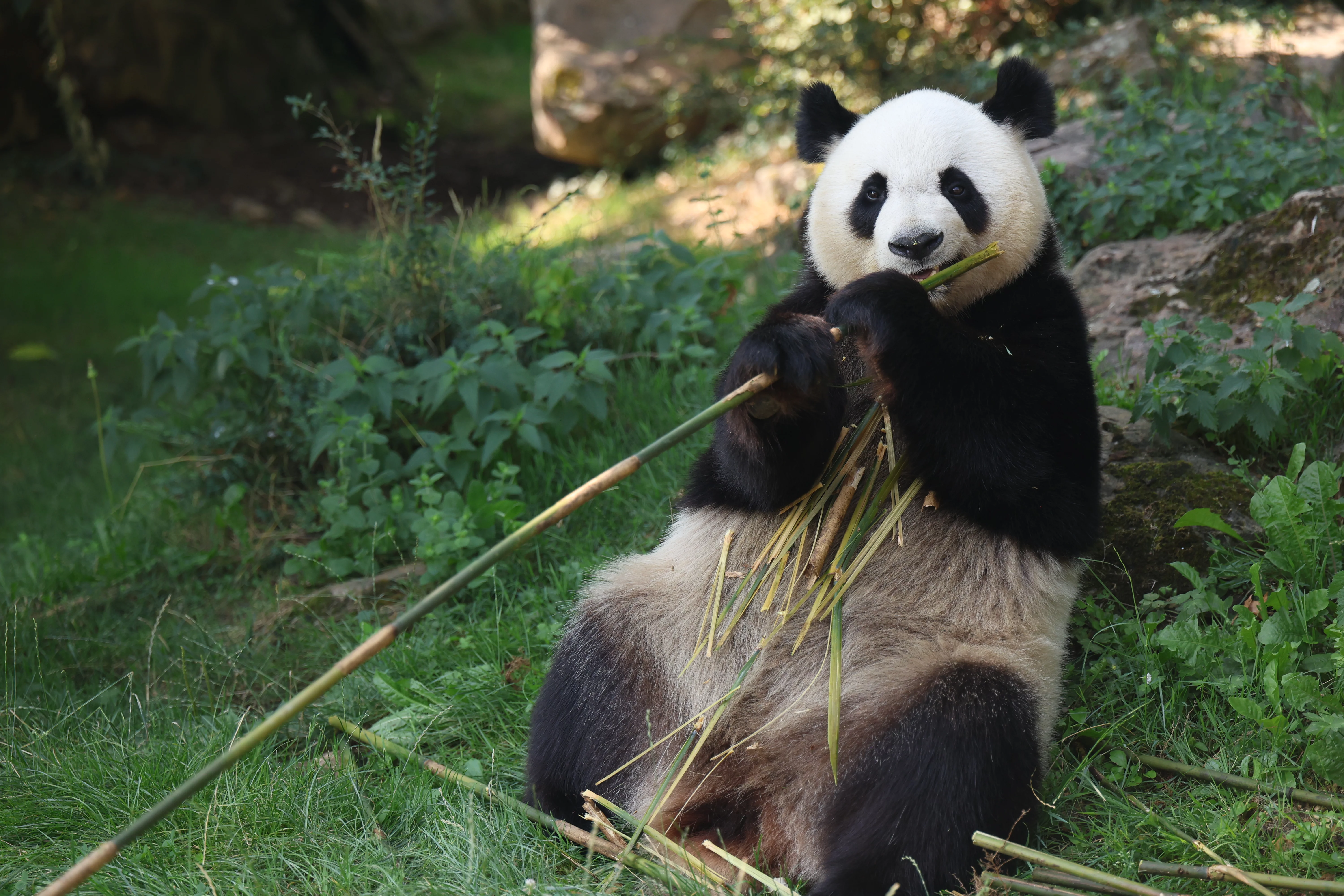 ZooParc de Beauval
