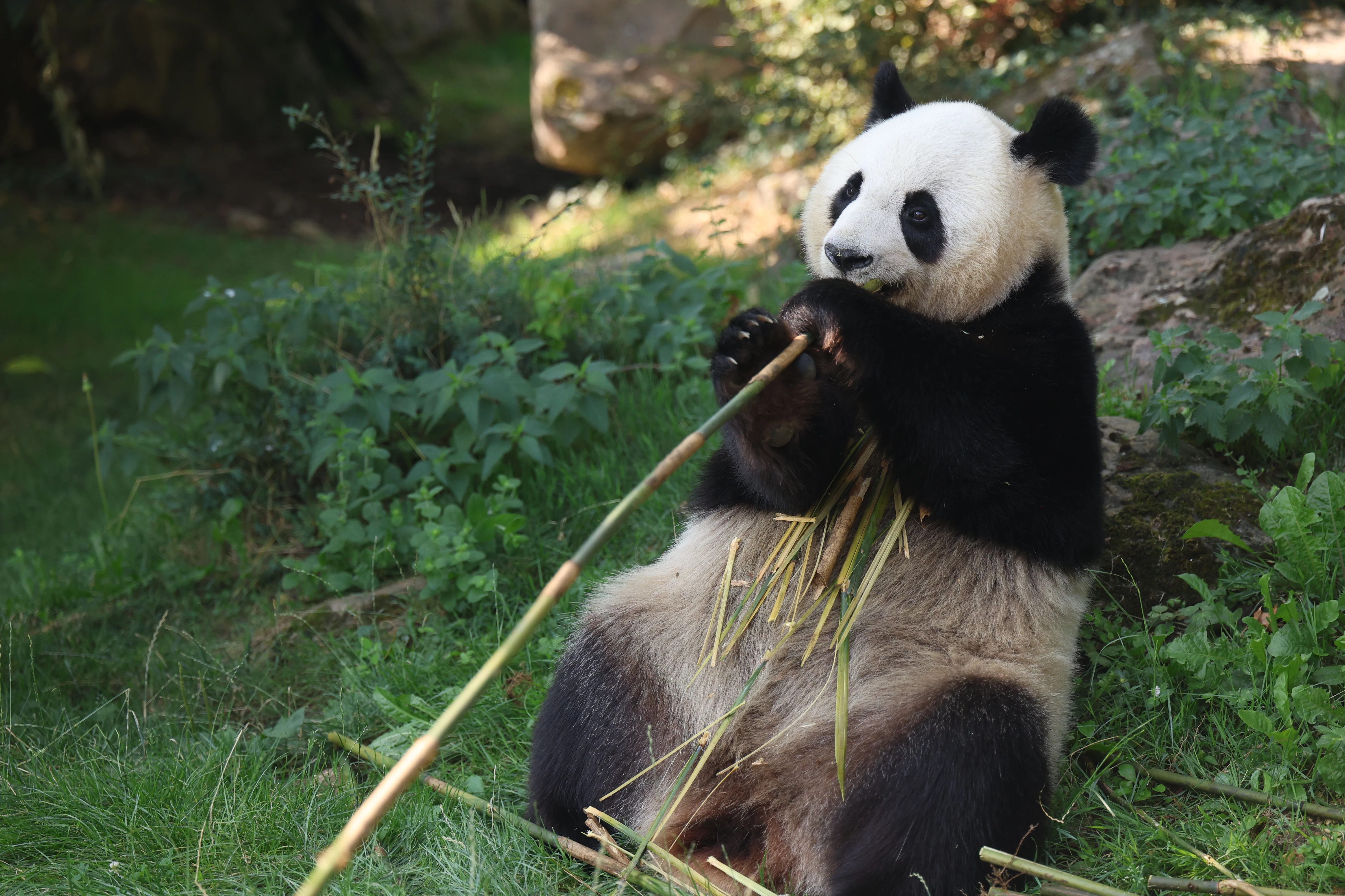 ZooParc de Beauval