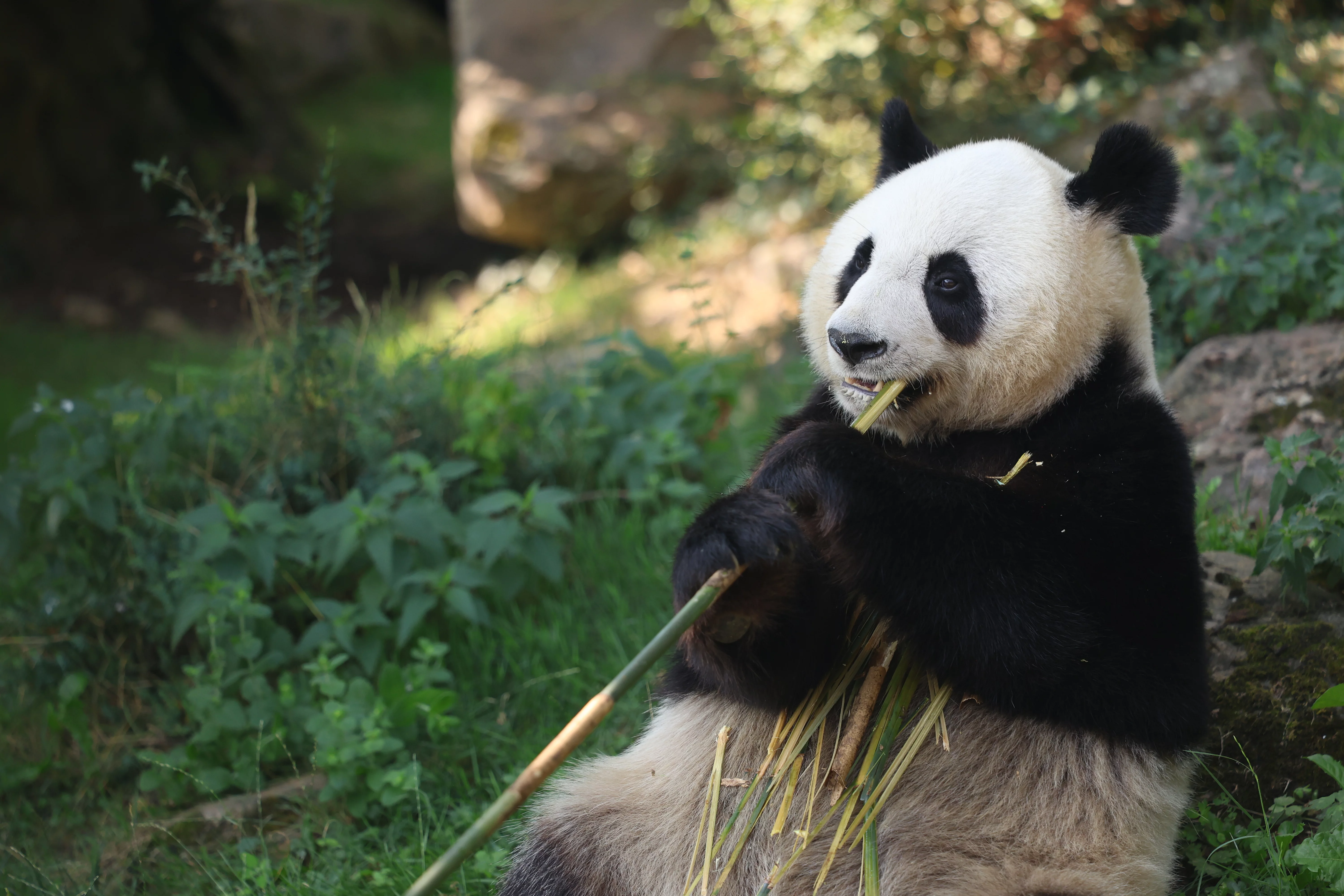 ZooParc de Beauval