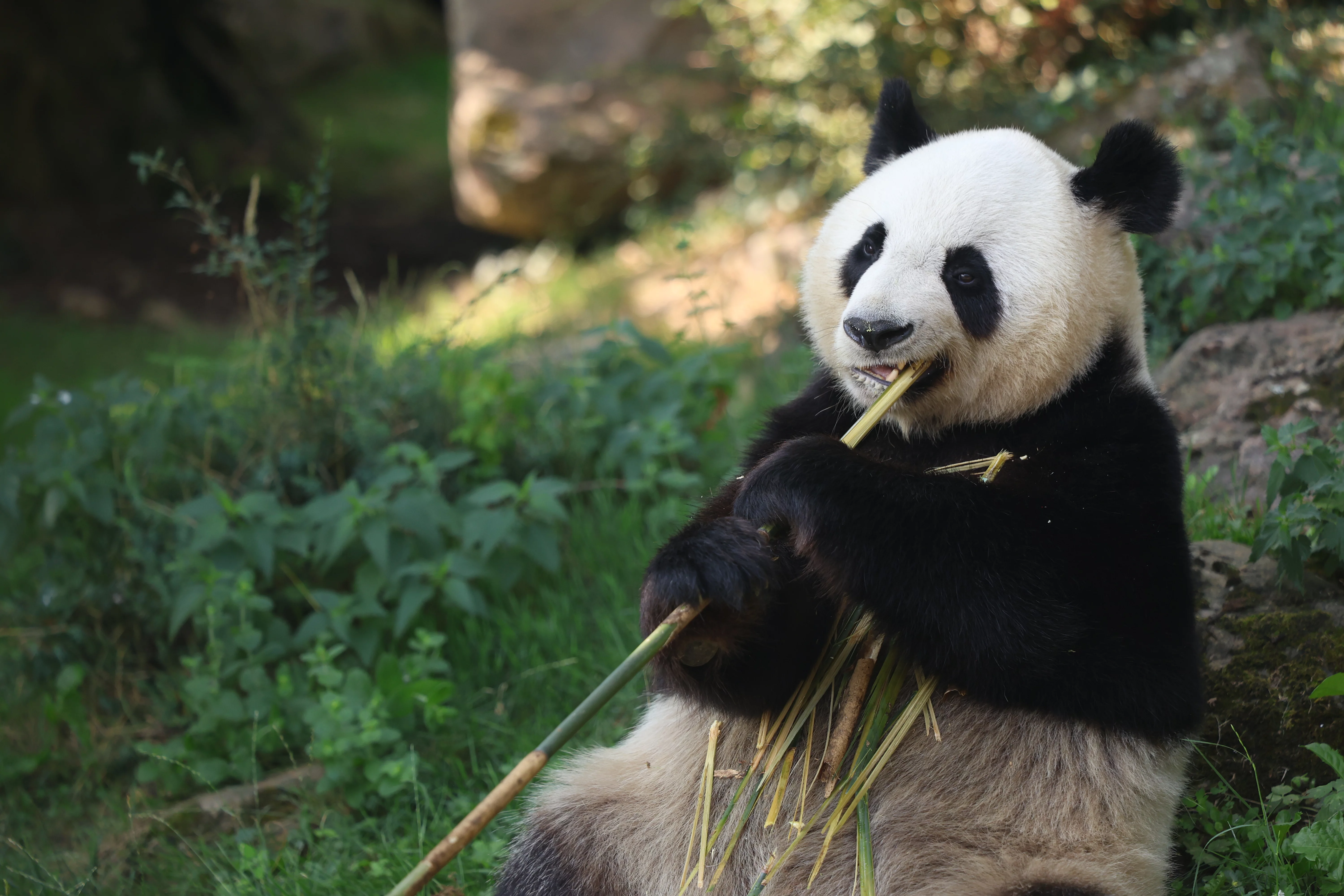 ZooParc de Beauval