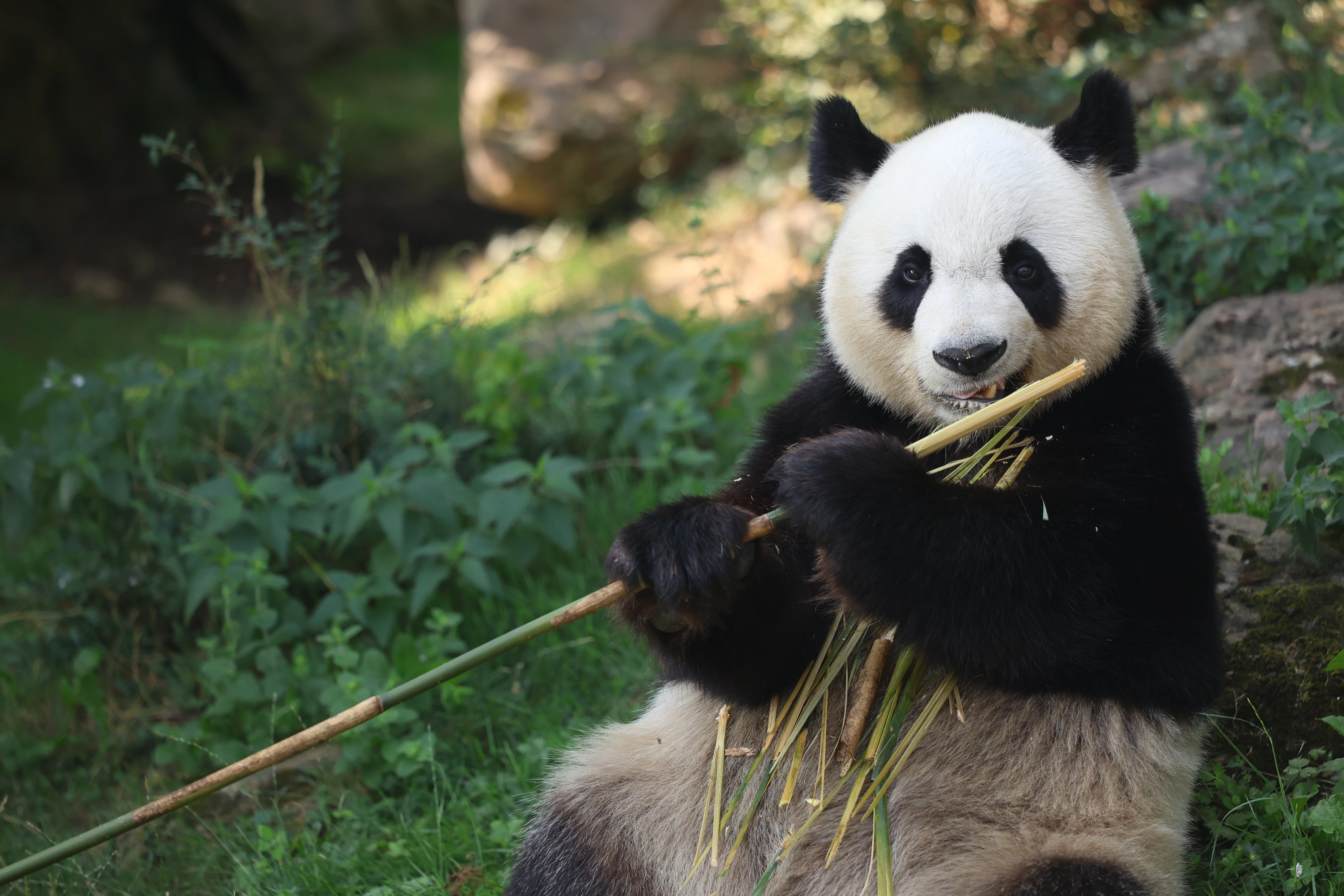 ZooParc de Beauval