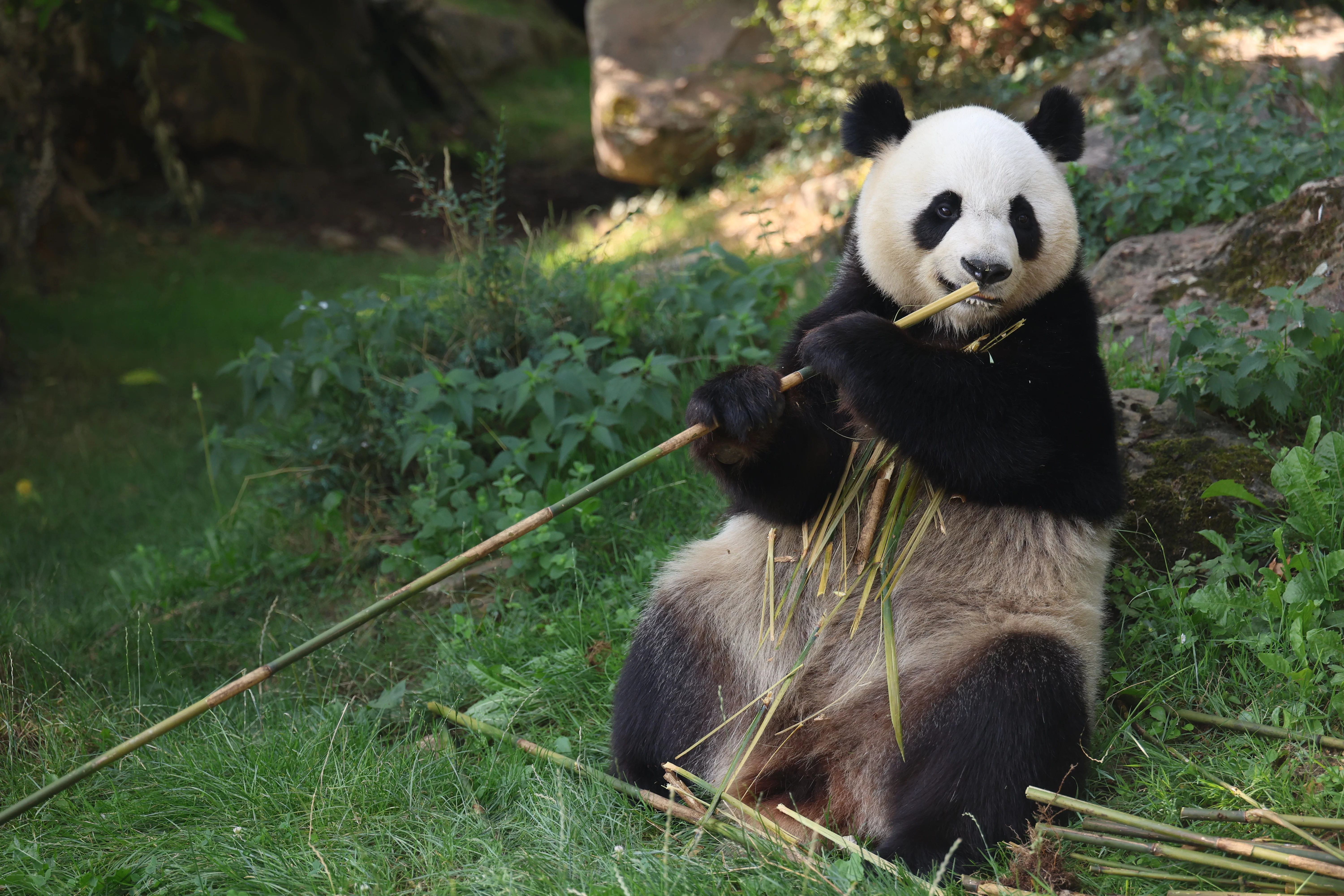 ZooParc de Beauval