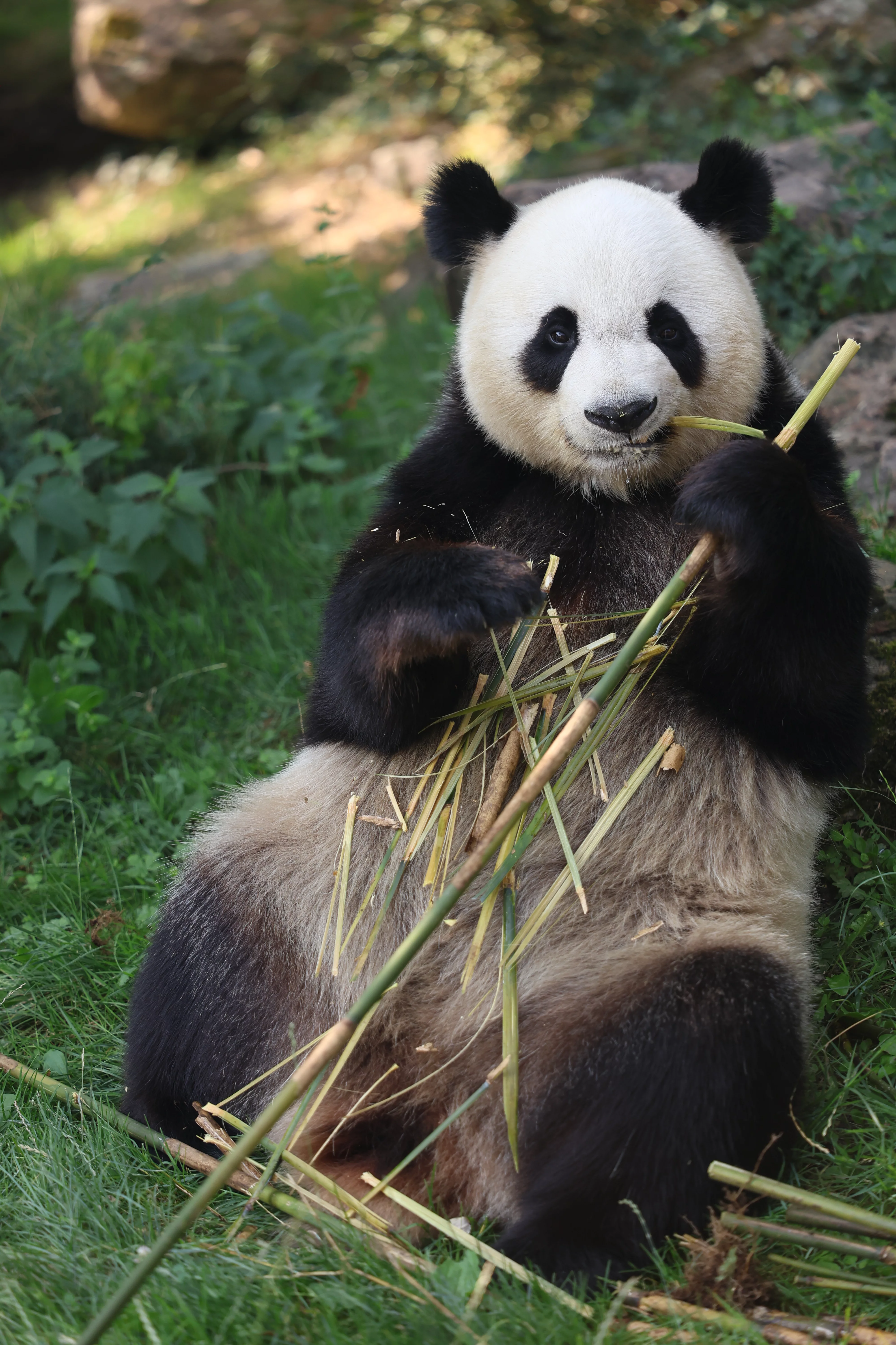 ZooParc de Beauval