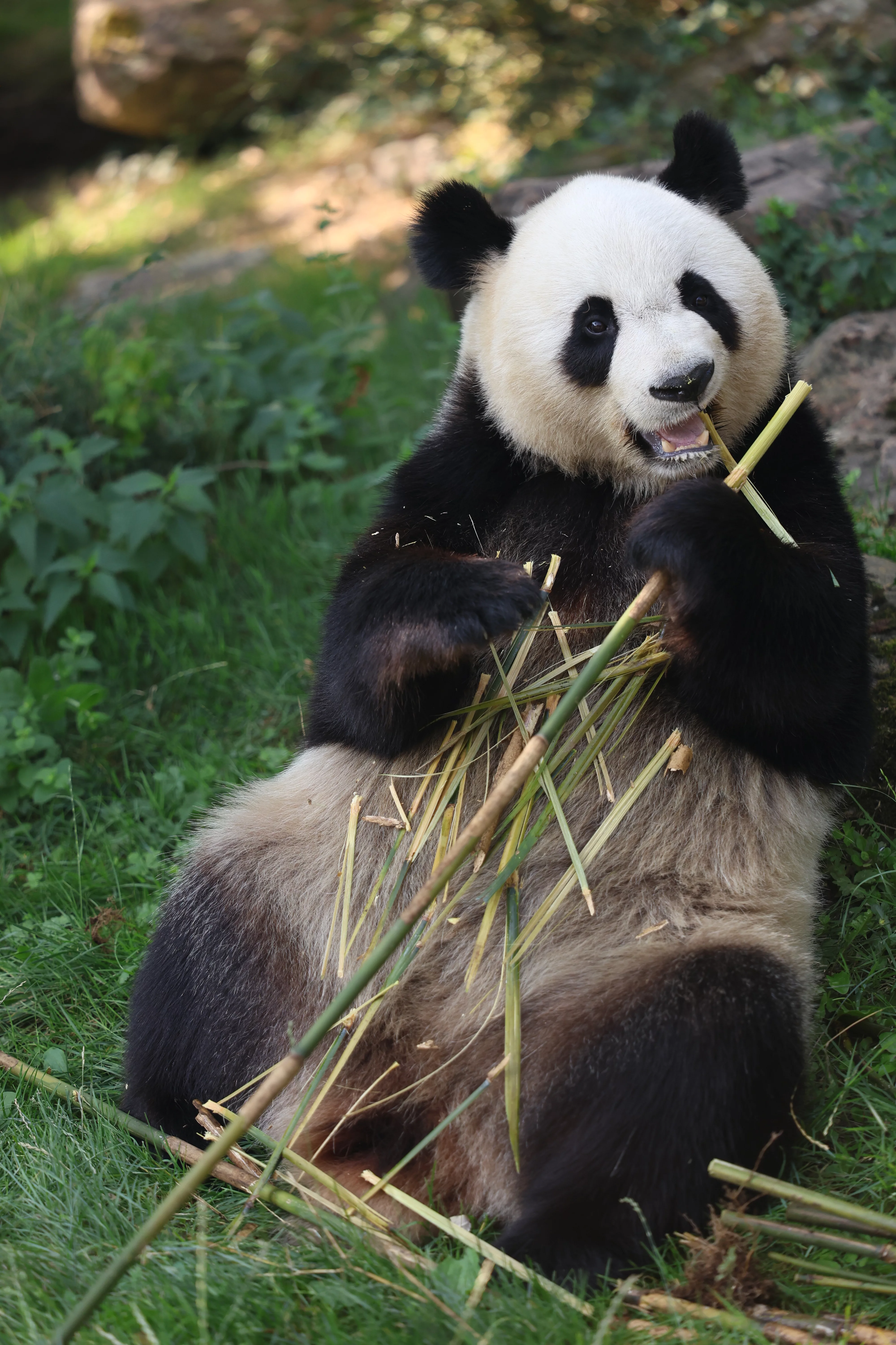 ZooParc de Beauval