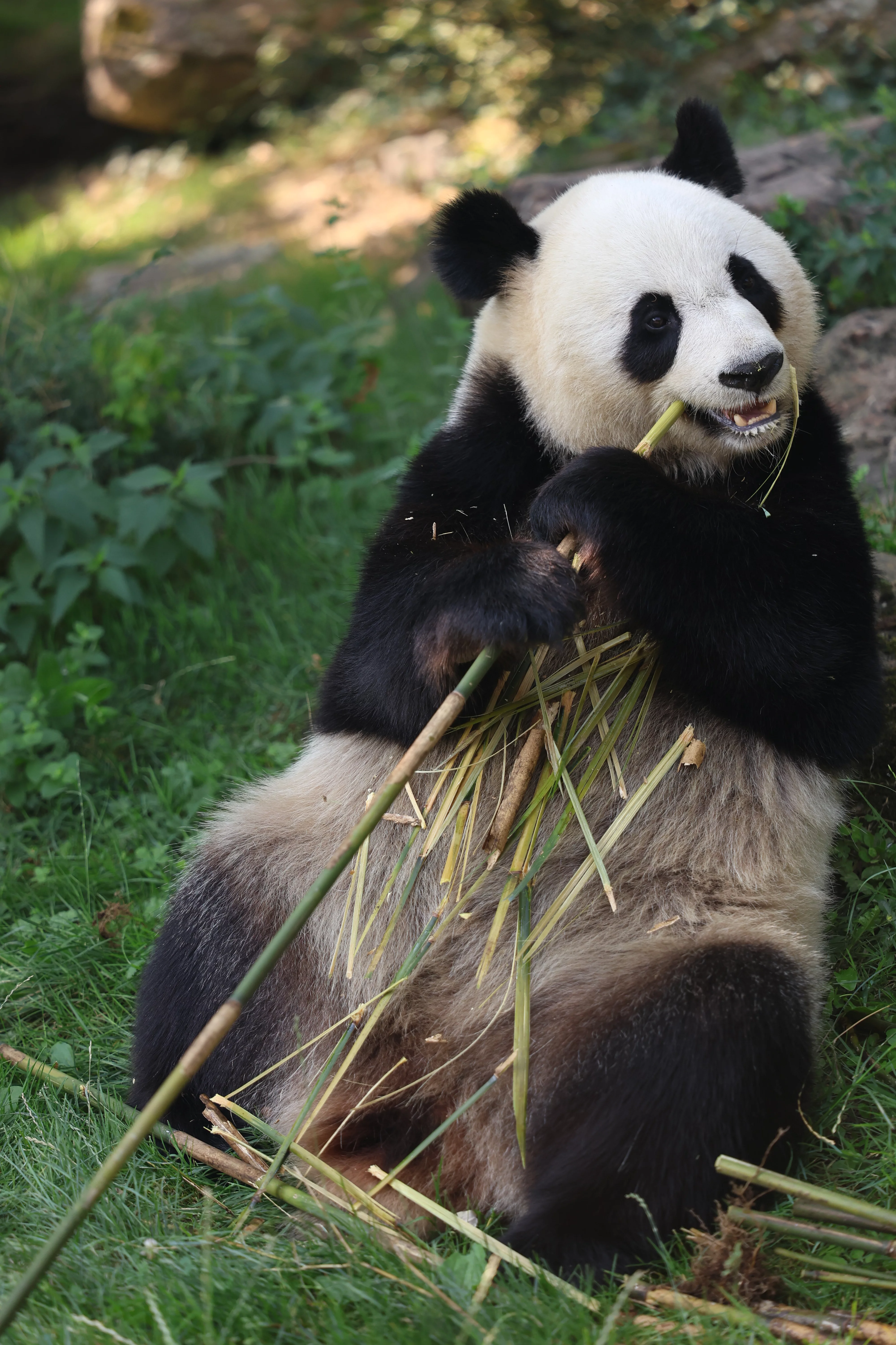 ZooParc de Beauval
