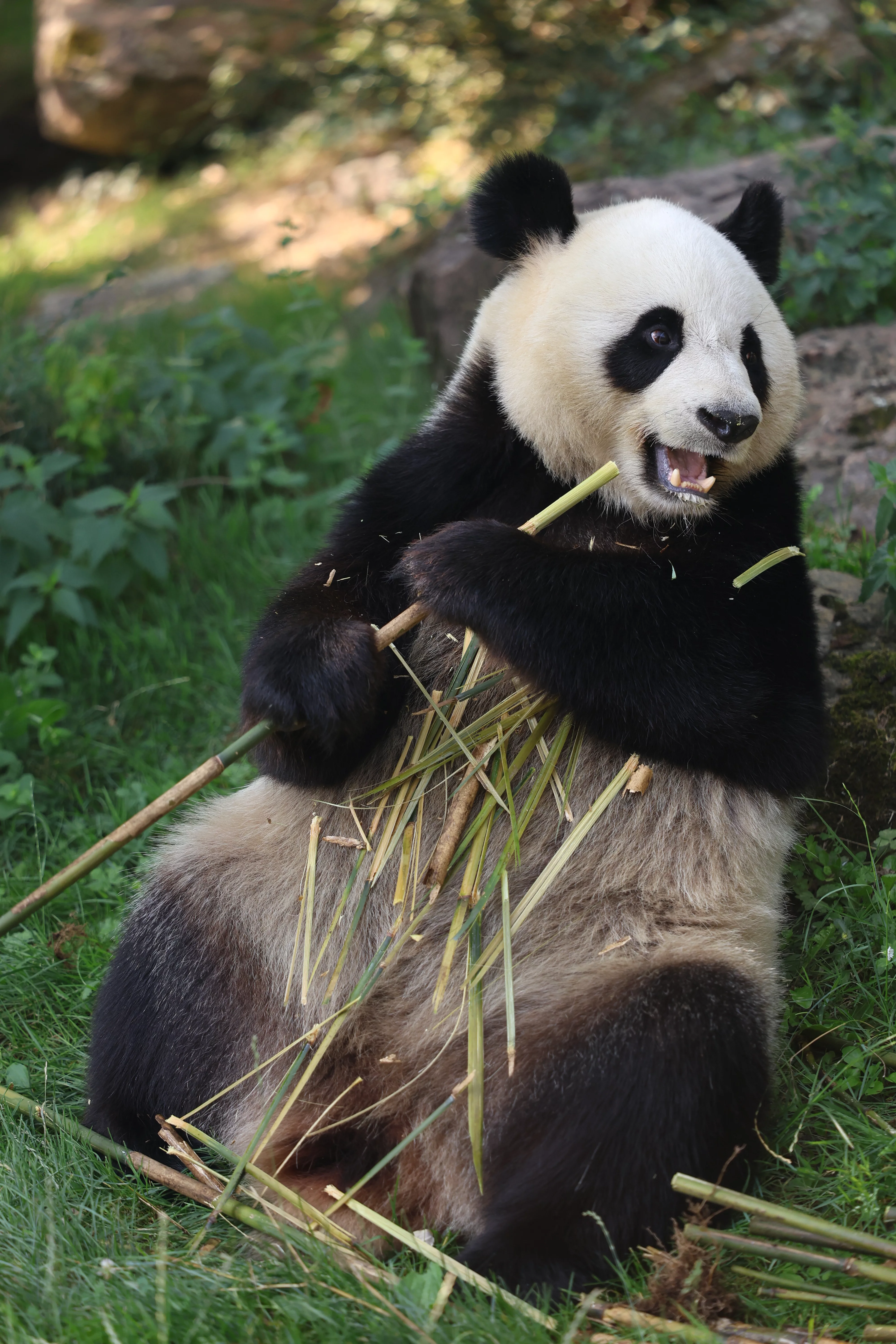 ZooParc de Beauval