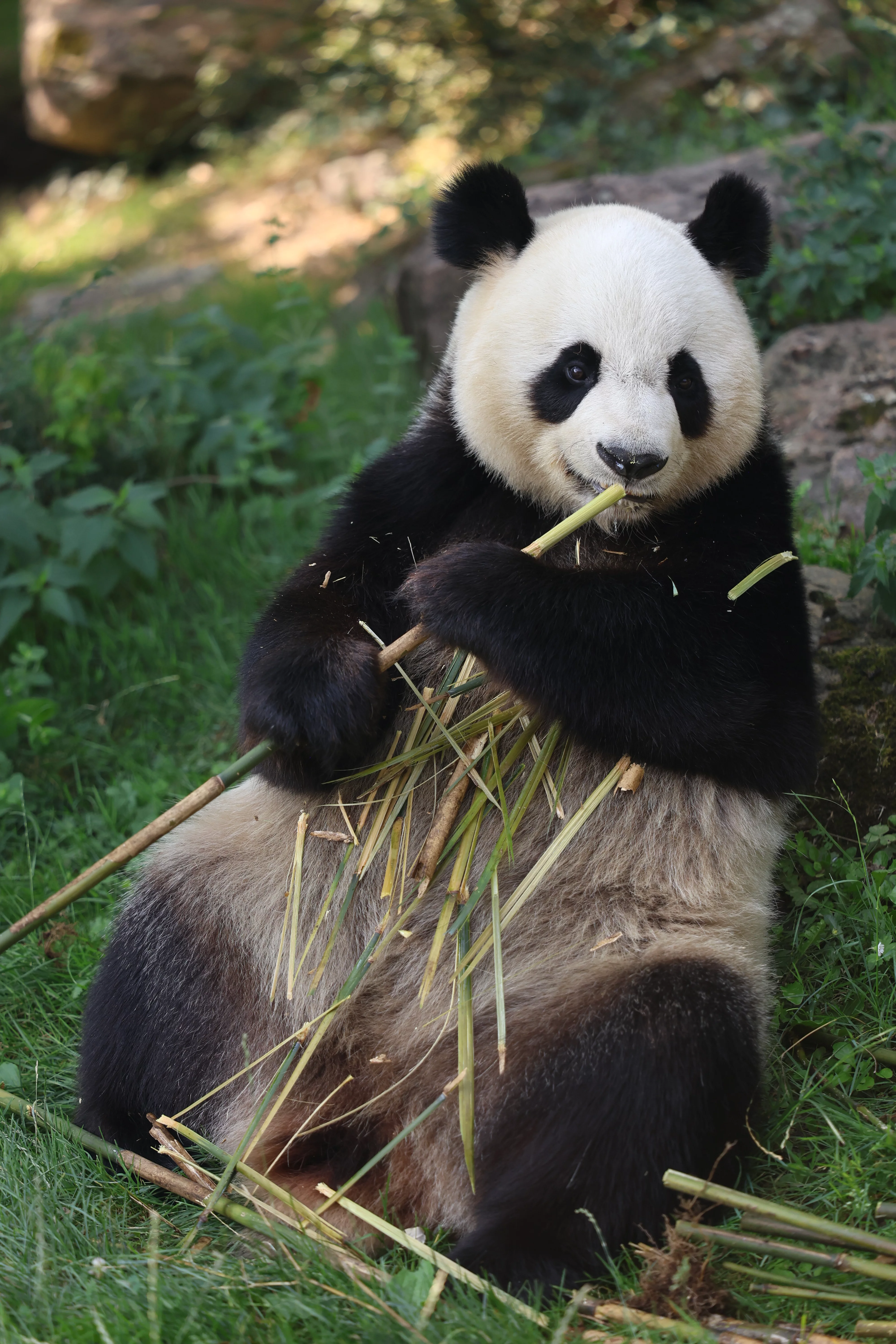 ZooParc de Beauval