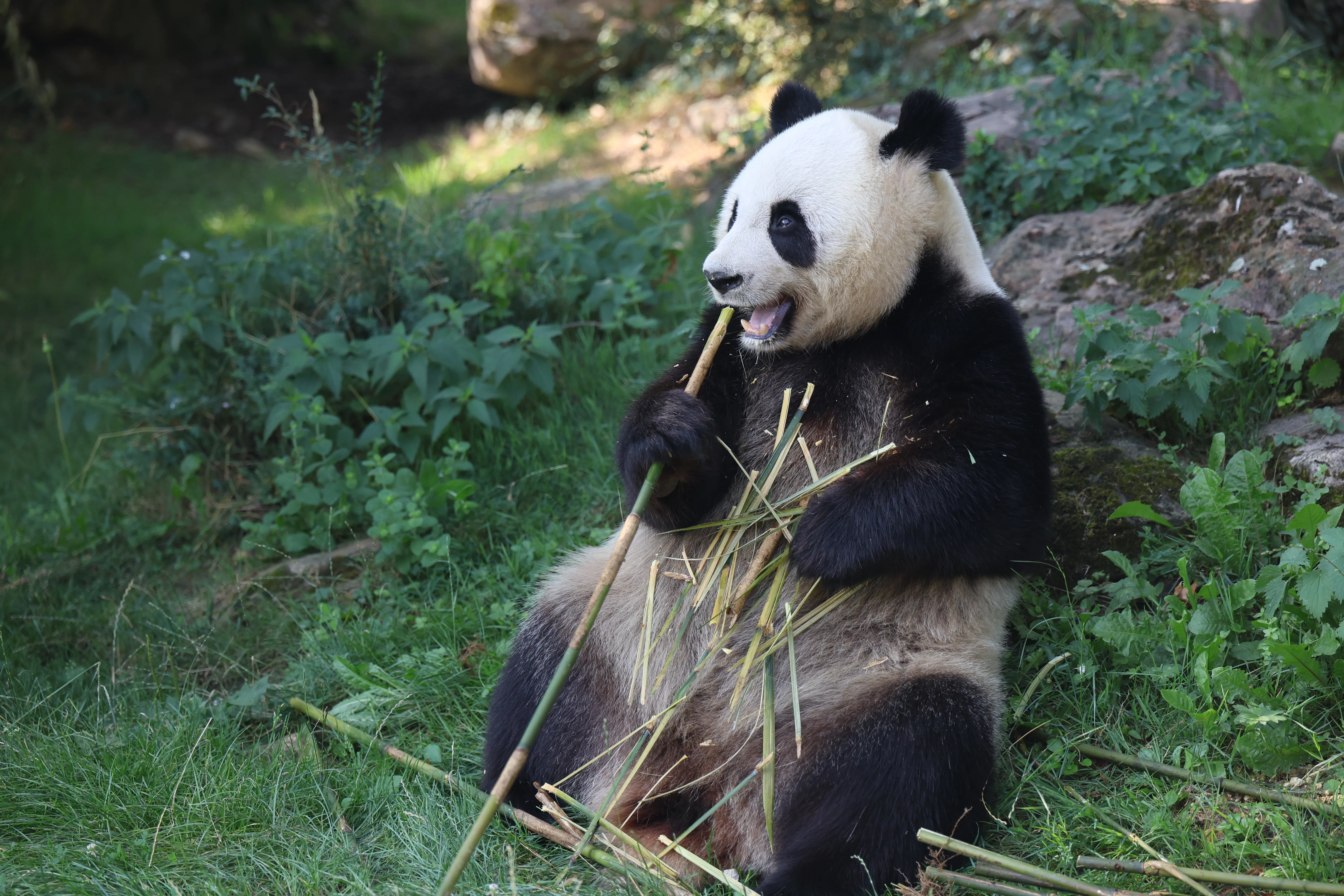 ZooParc de Beauval