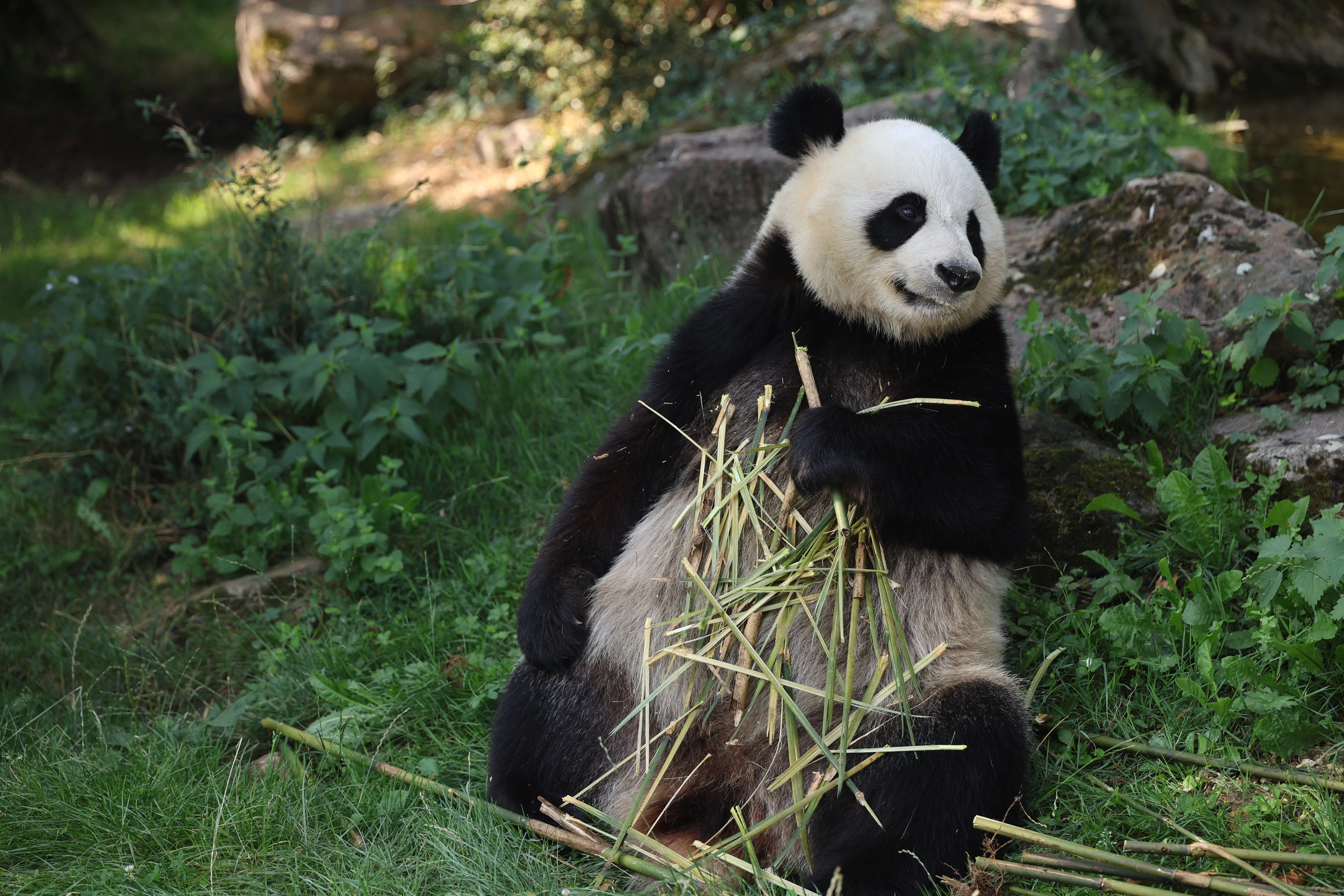 ZooParc de Beauval