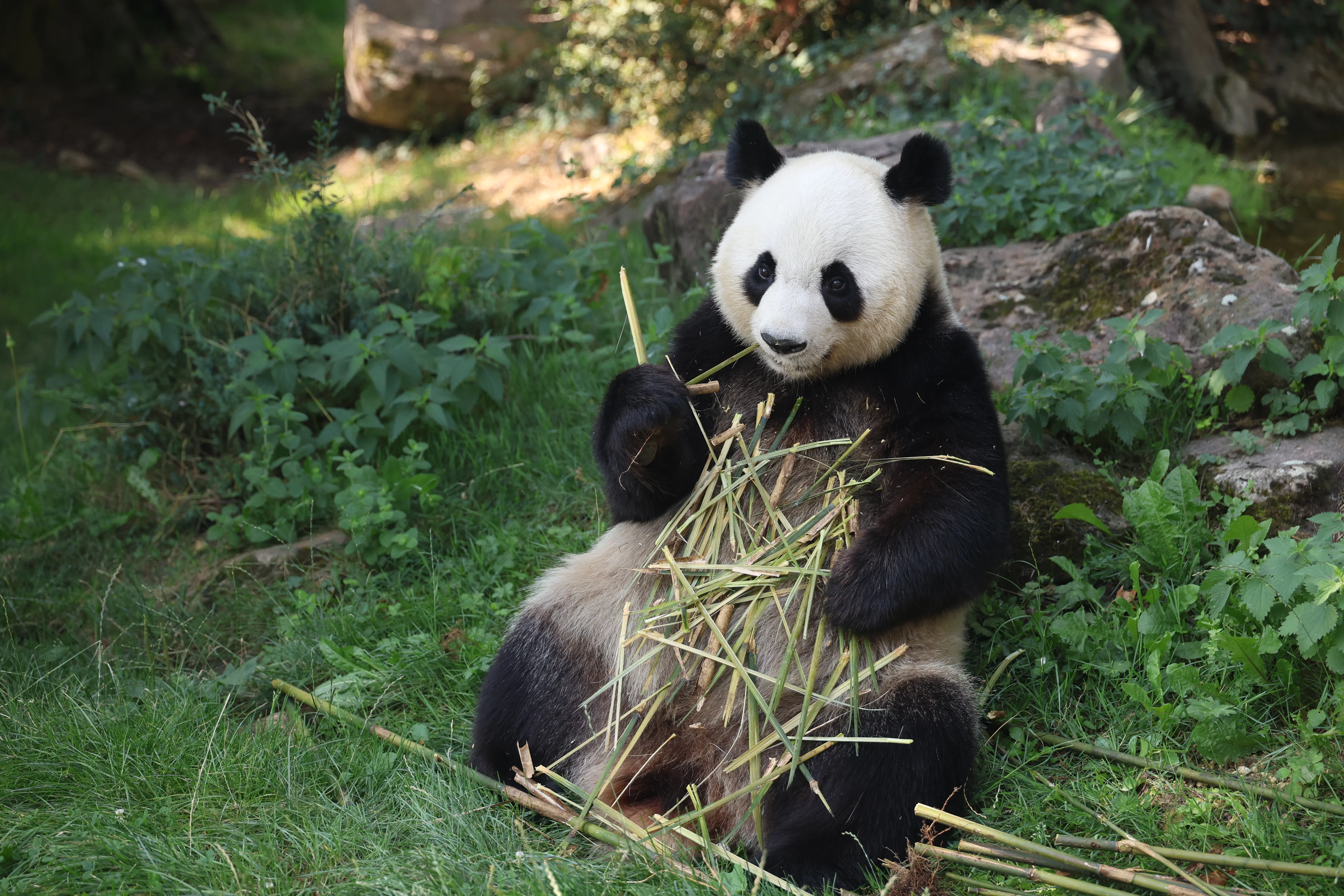 ZooParc de Beauval