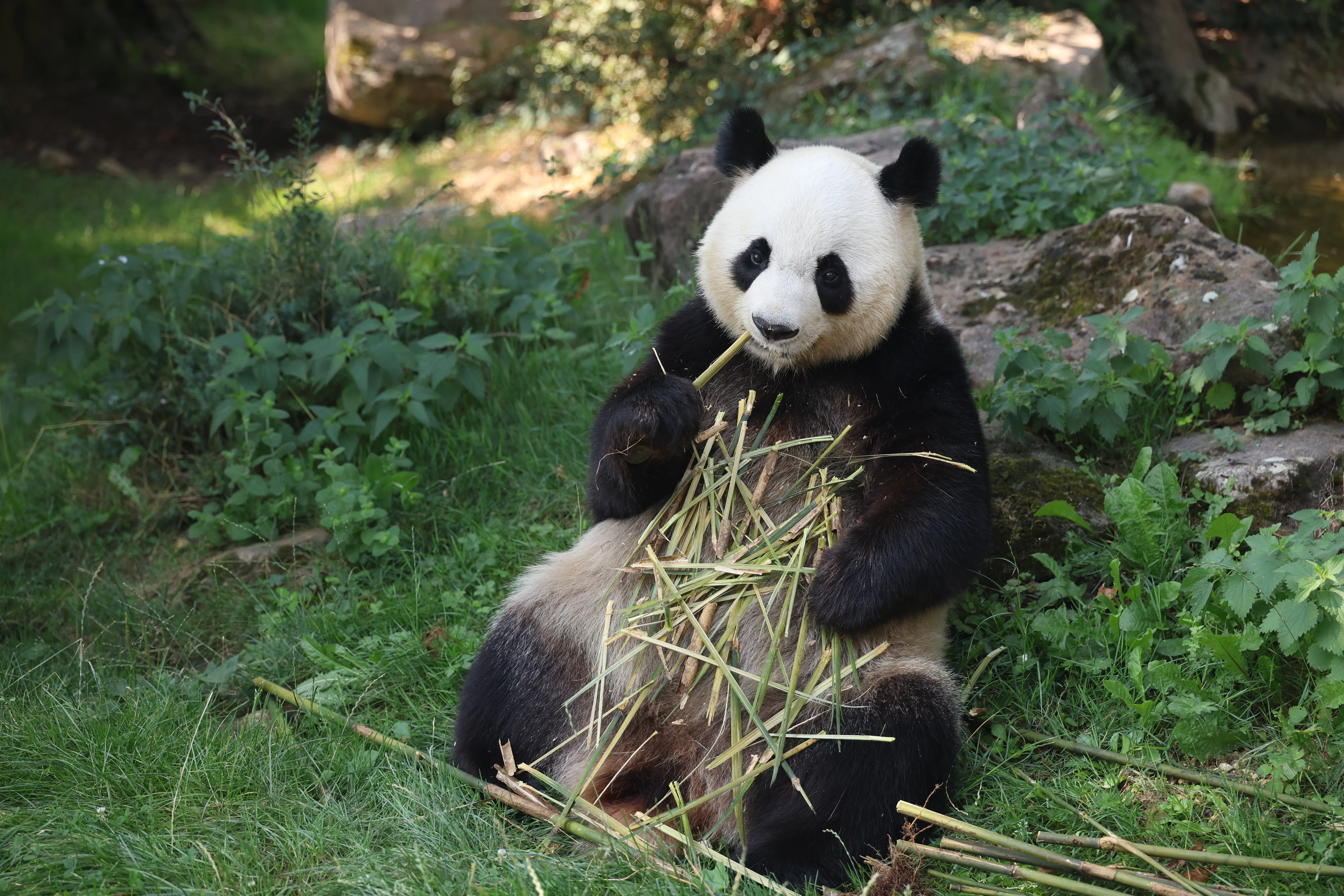 ZooParc de Beauval