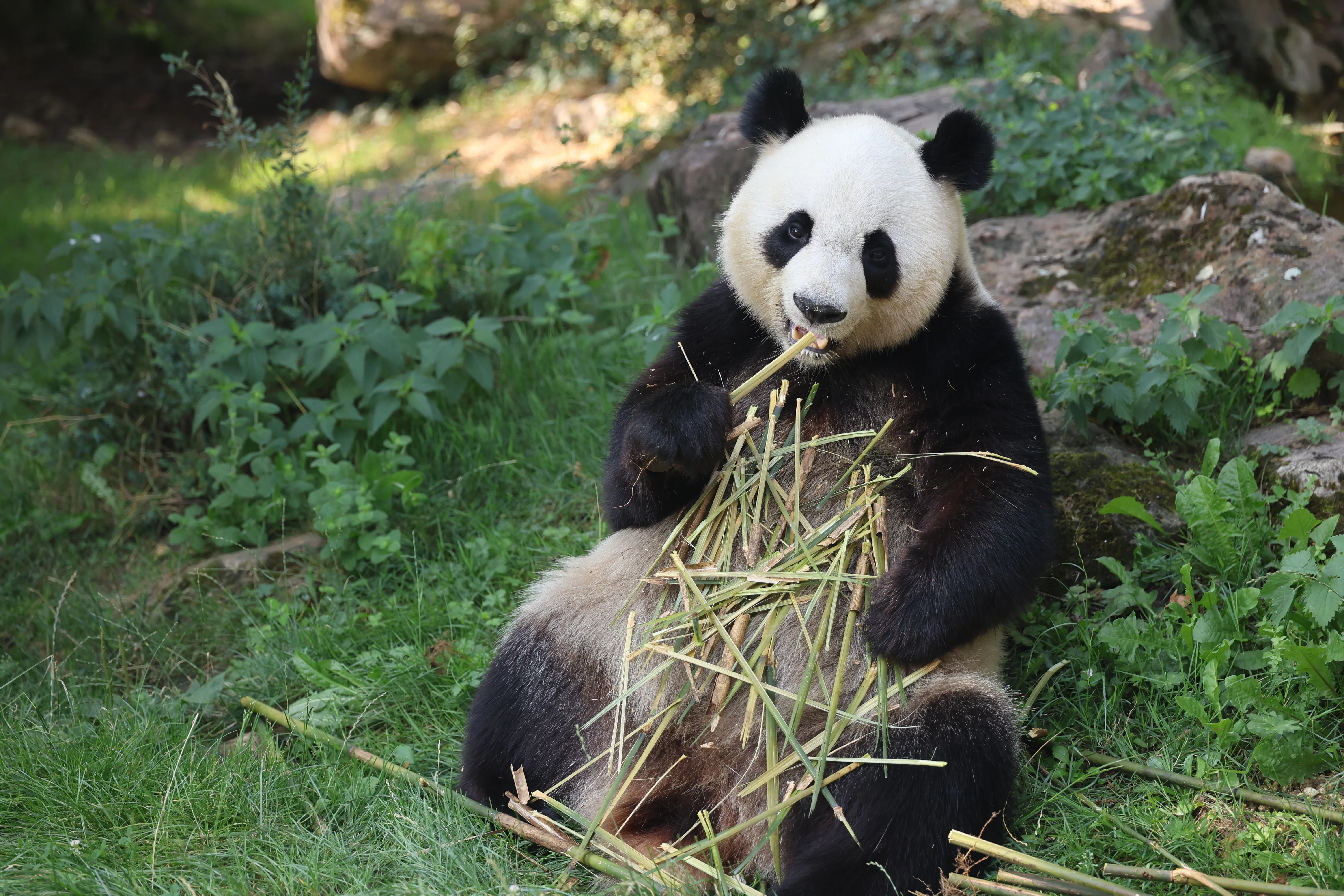 ZooParc de Beauval