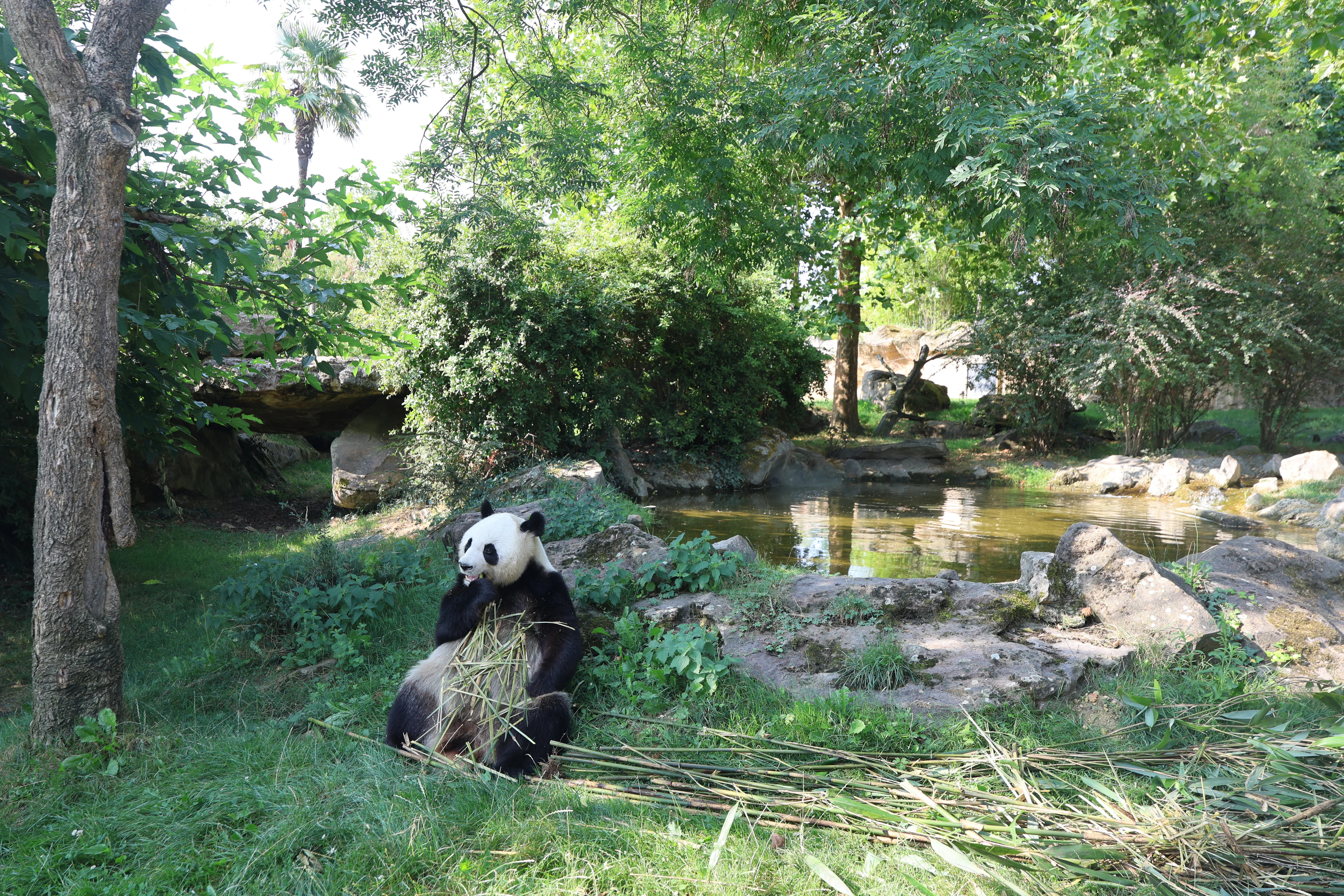 ZooParc de Beauval