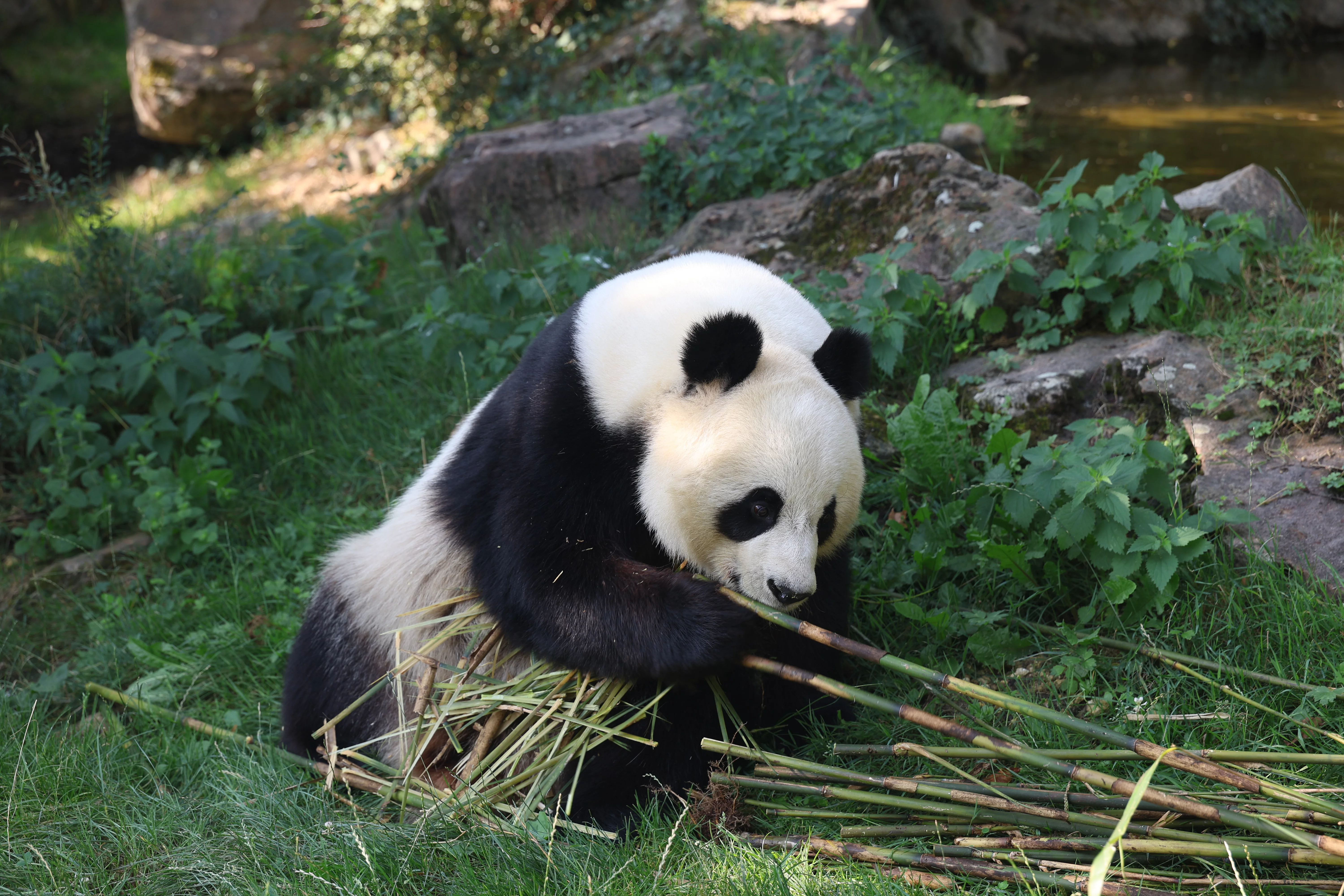 ZooParc de Beauval