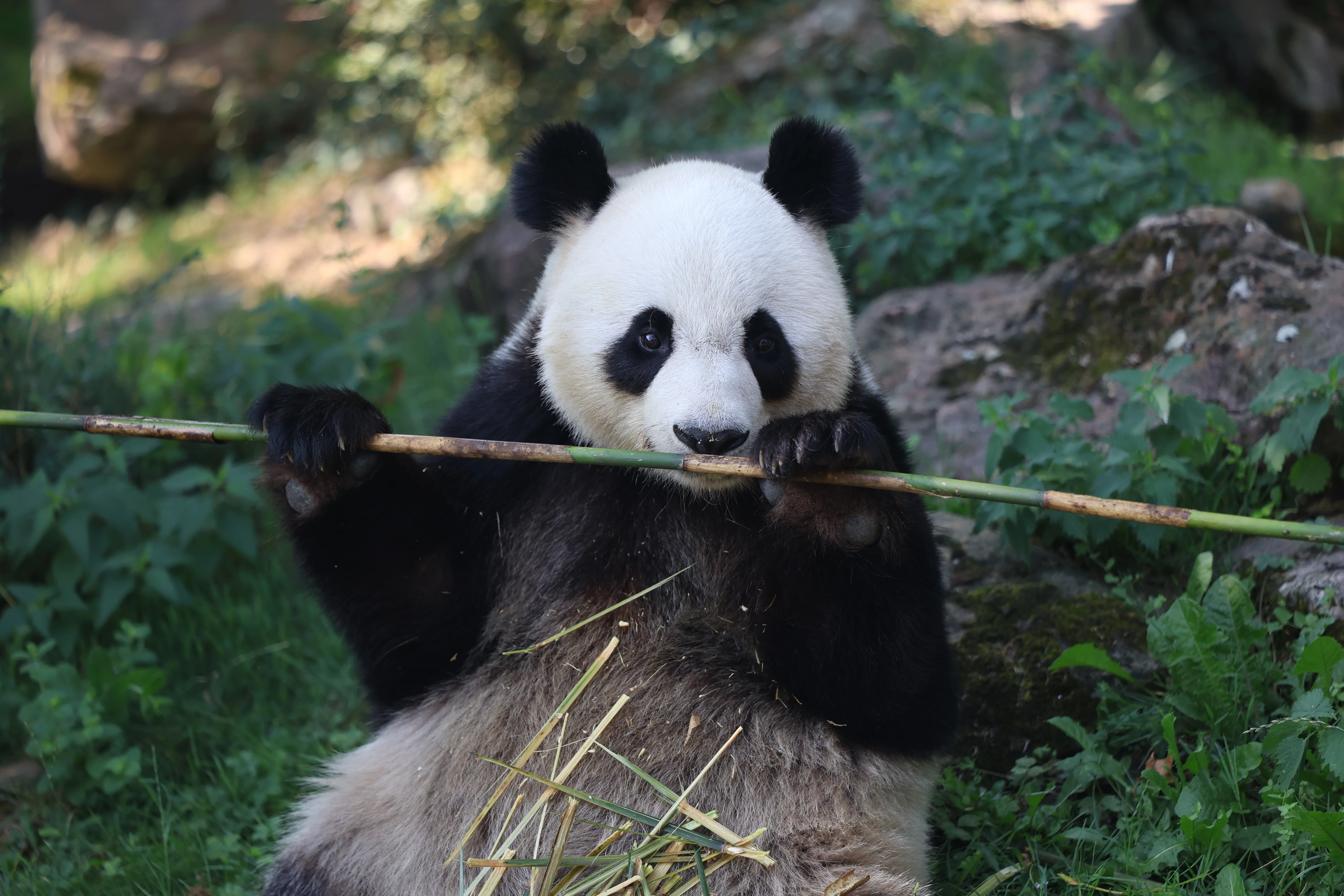 ZooParc de Beauval