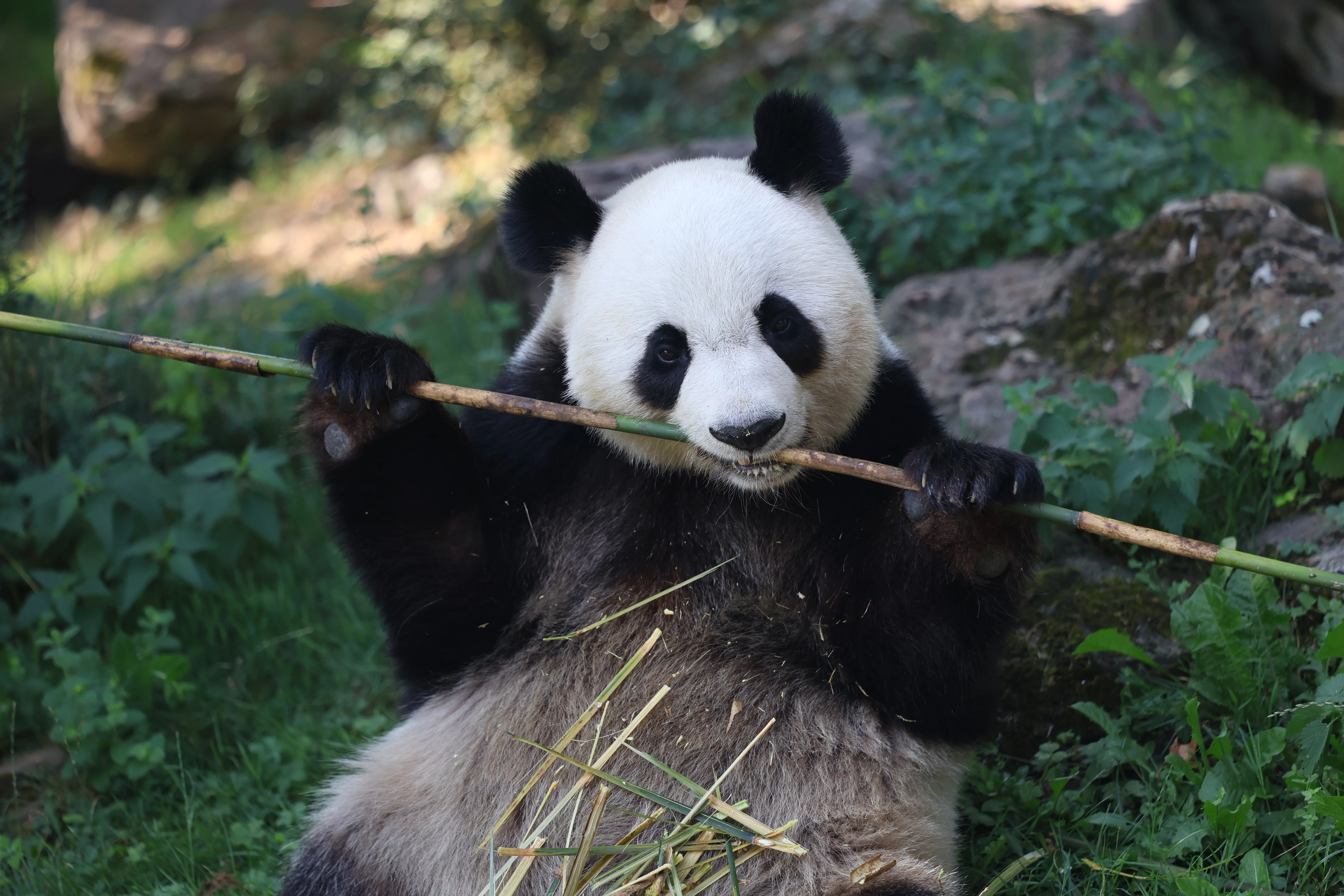 ZooParc de Beauval