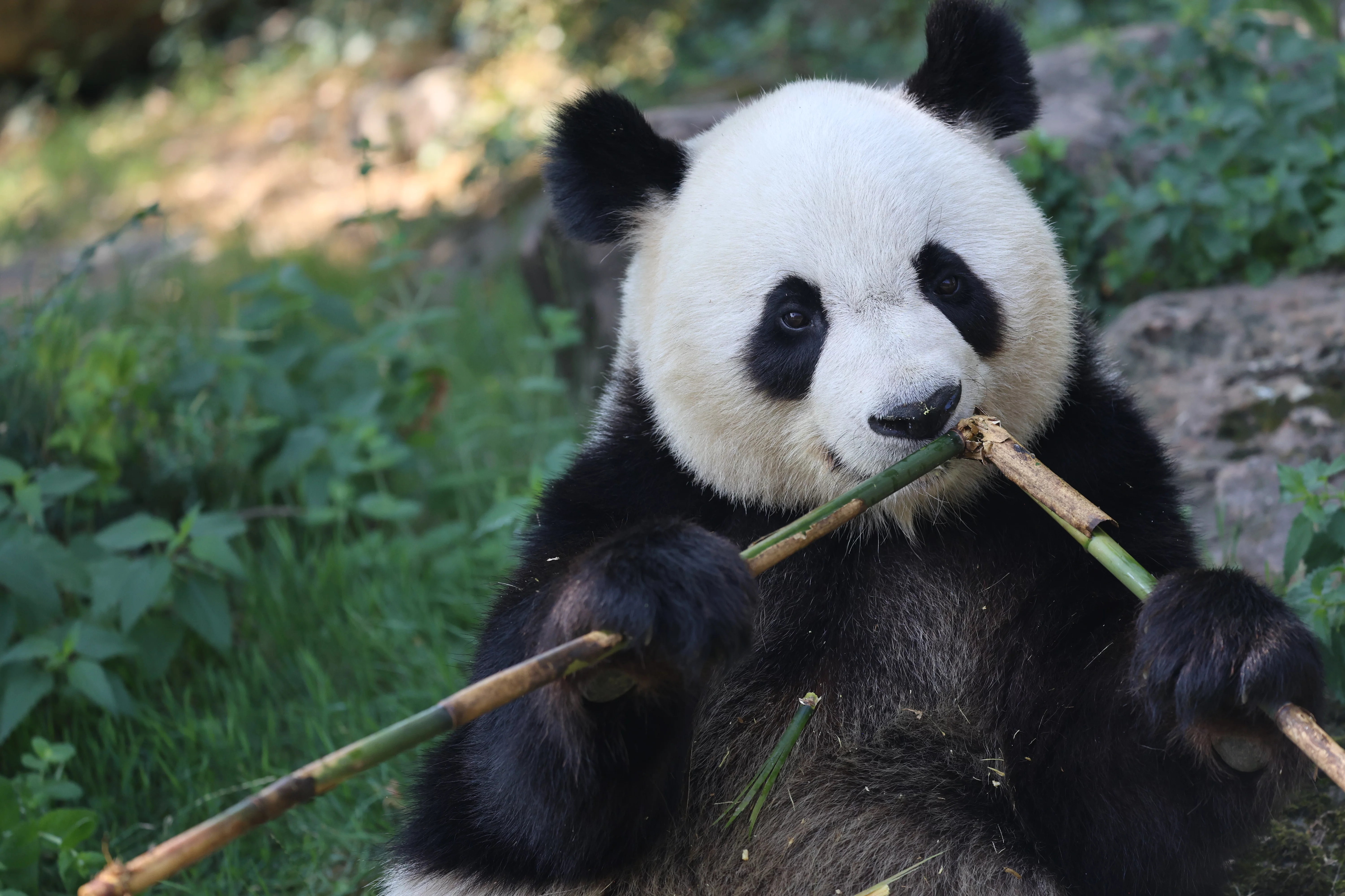 ZooParc de Beauval