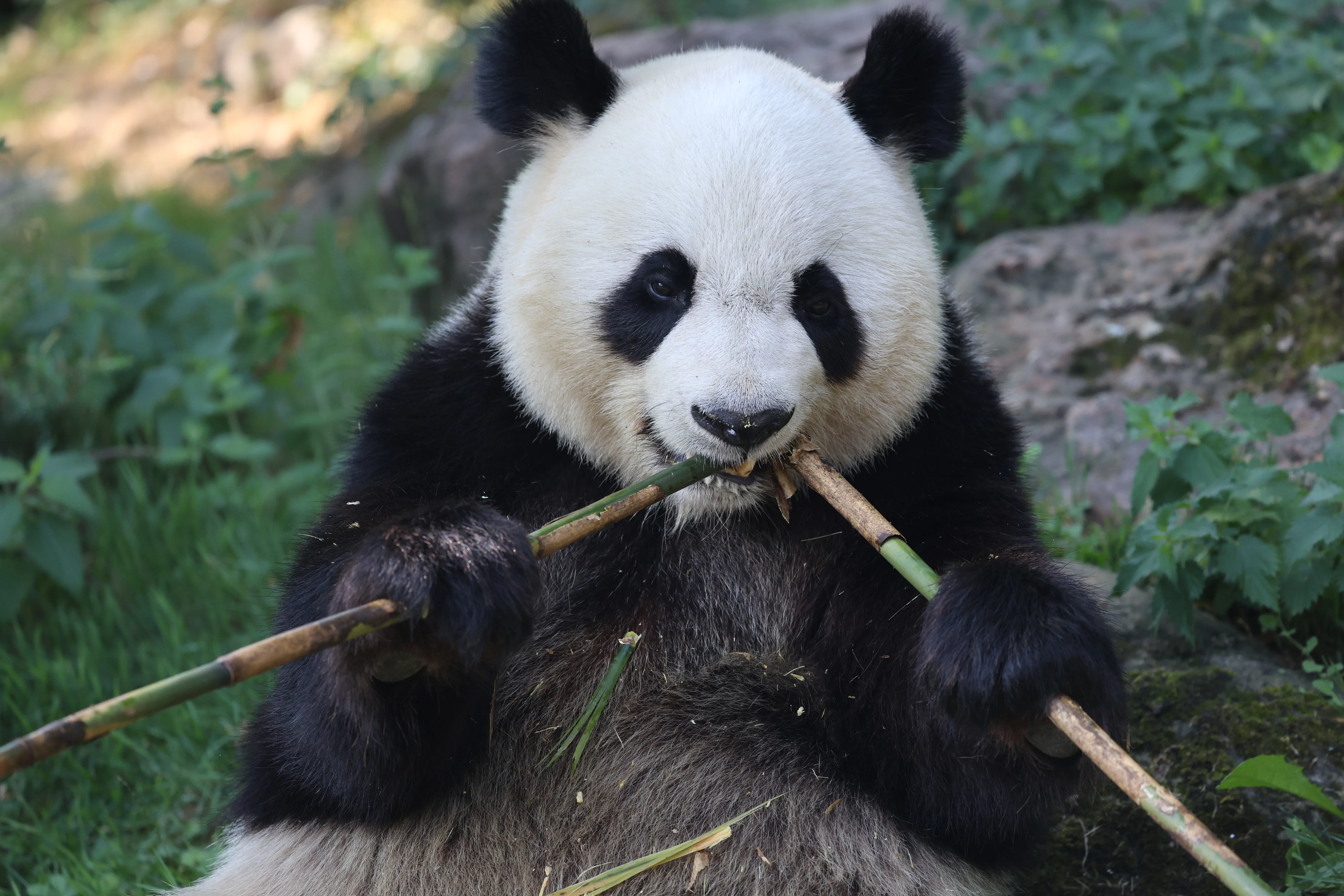 ZooParc de Beauval
