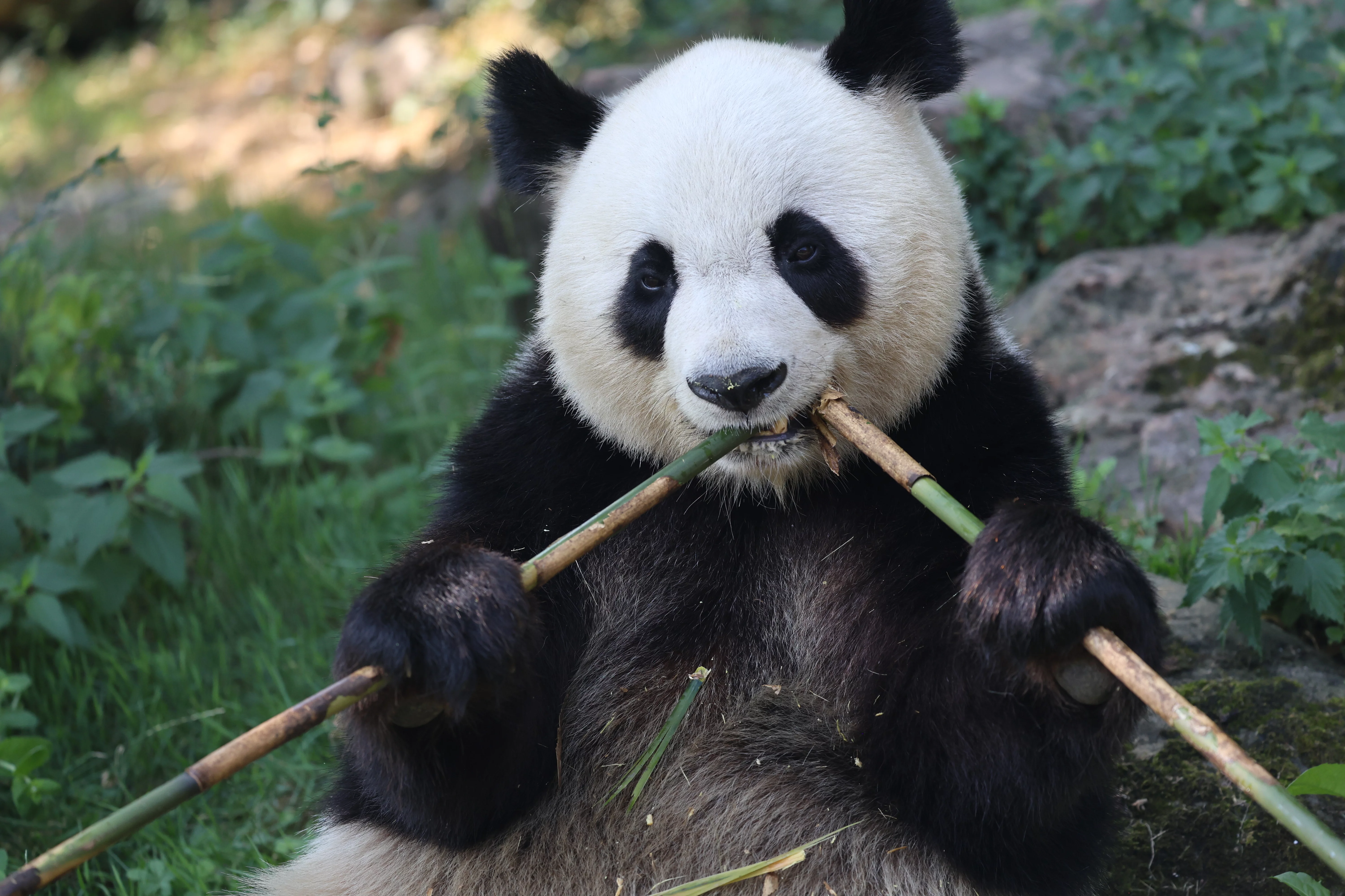 ZooParc de Beauval