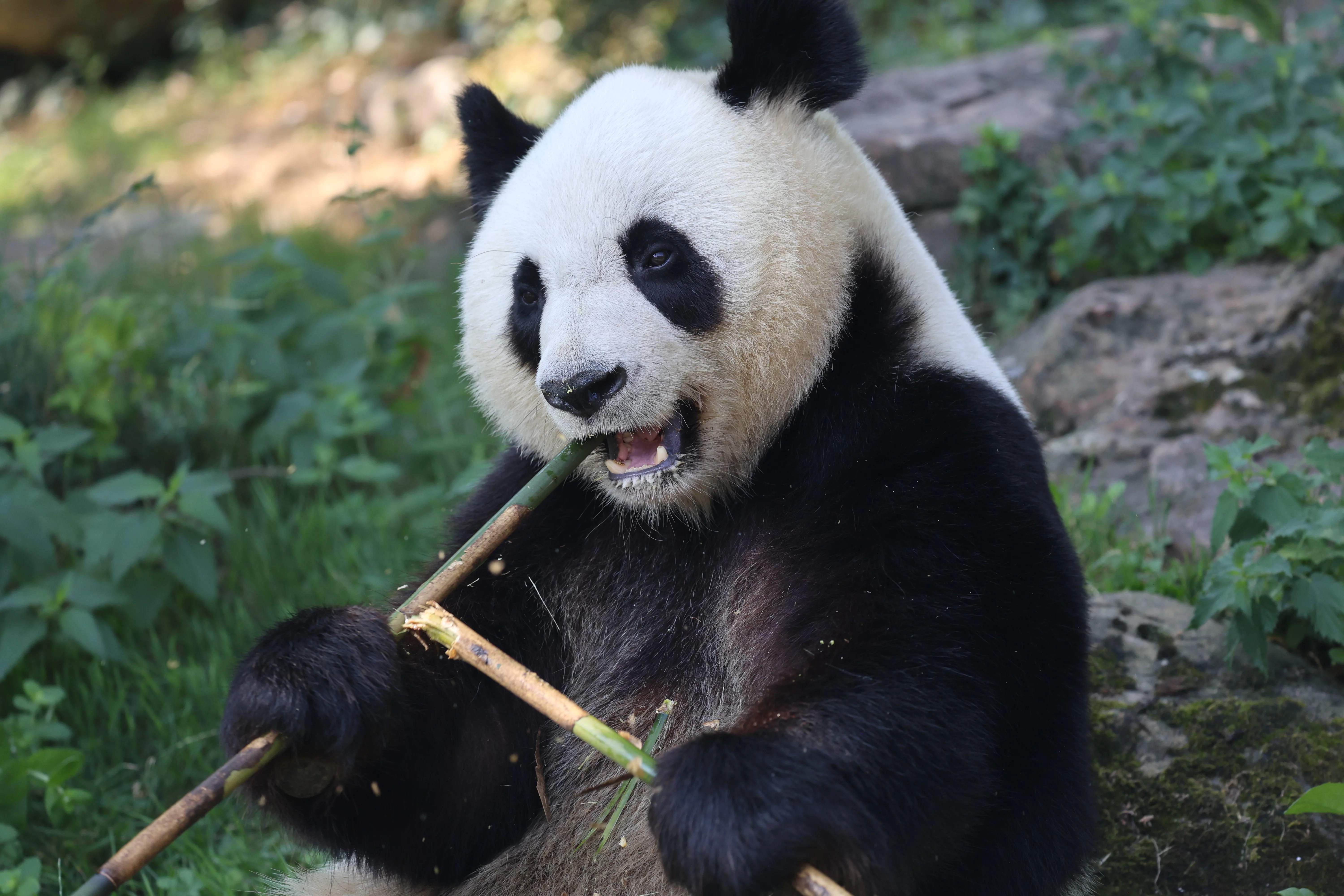ZooParc de Beauval