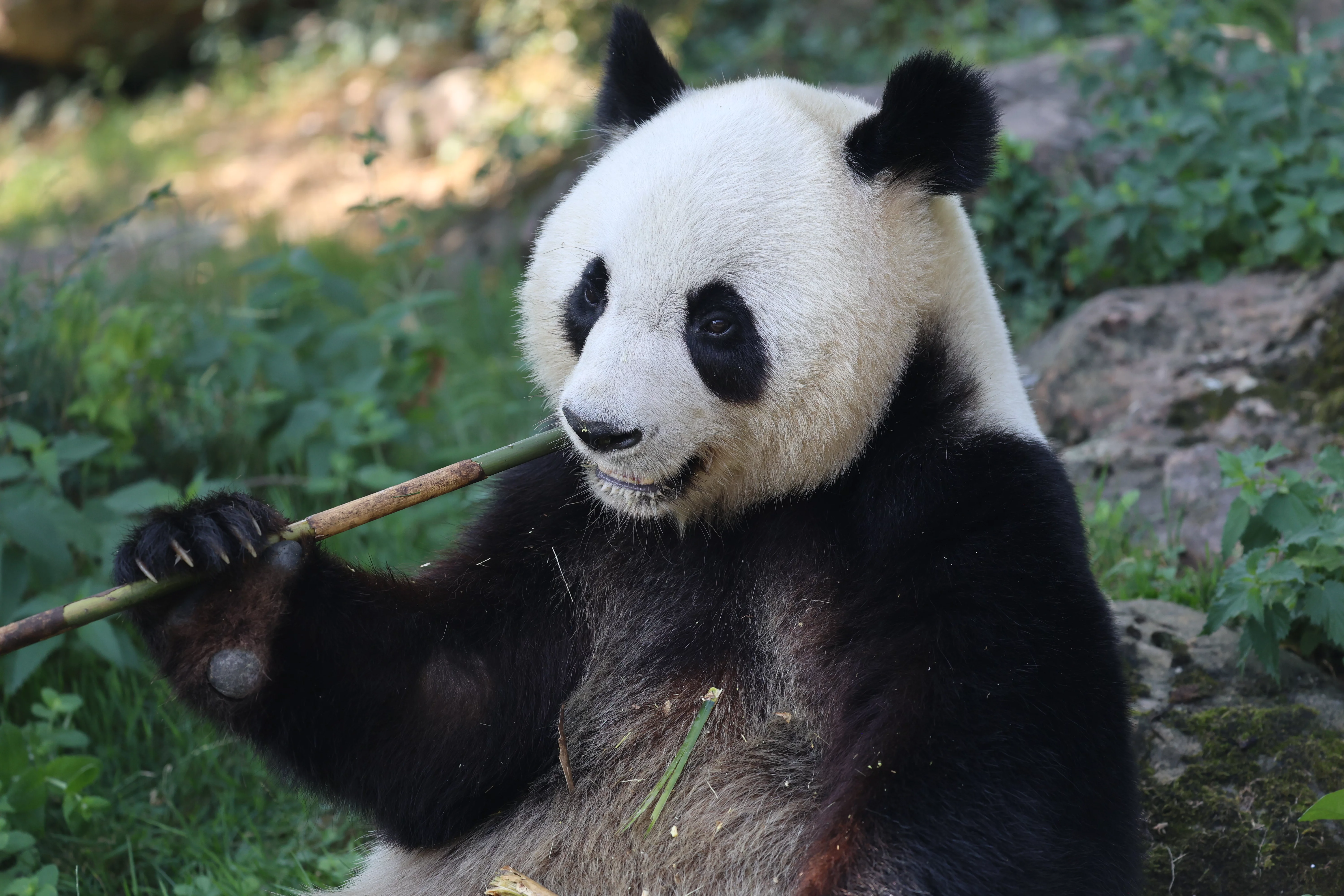 ZooParc de Beauval
