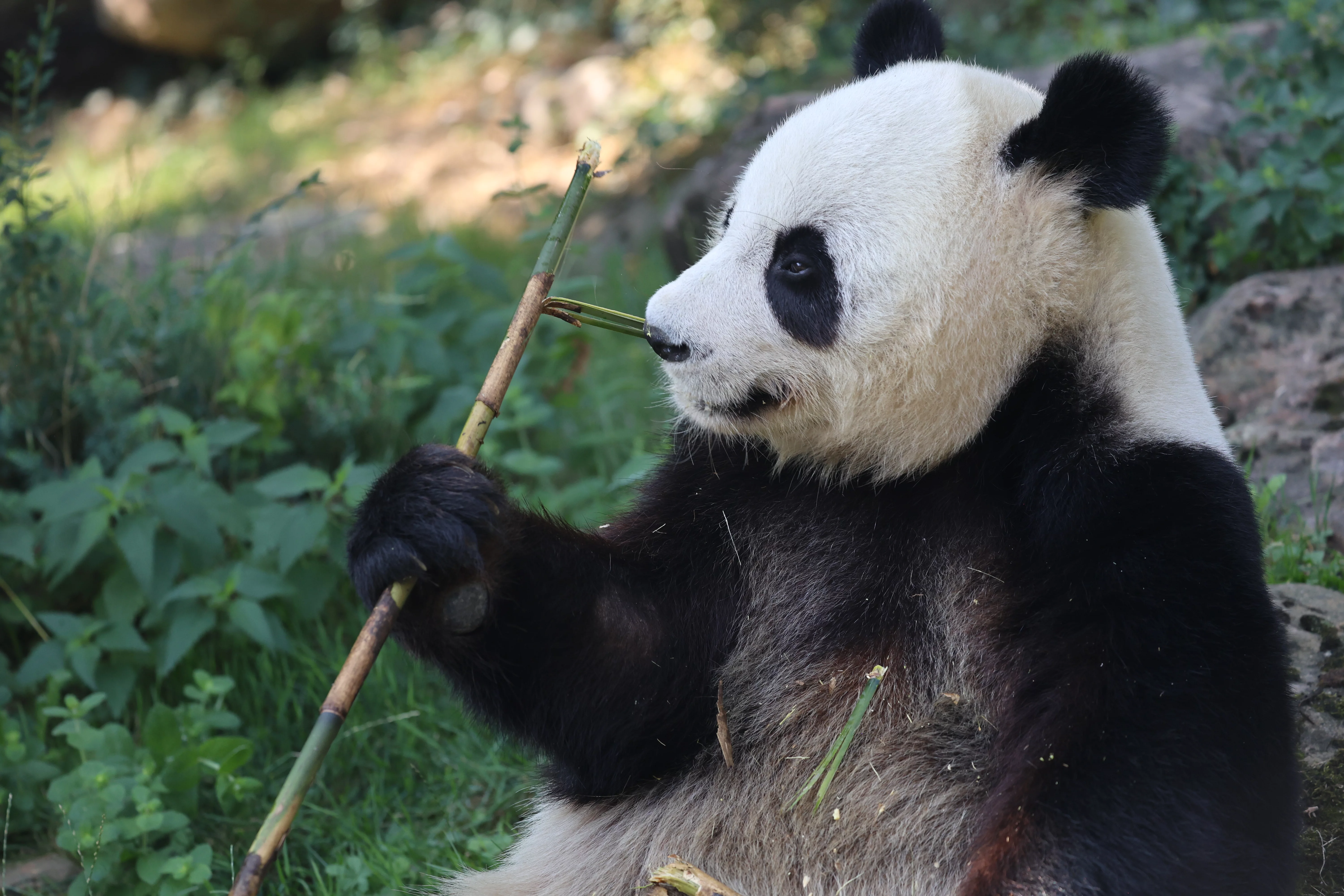 ZooParc de Beauval