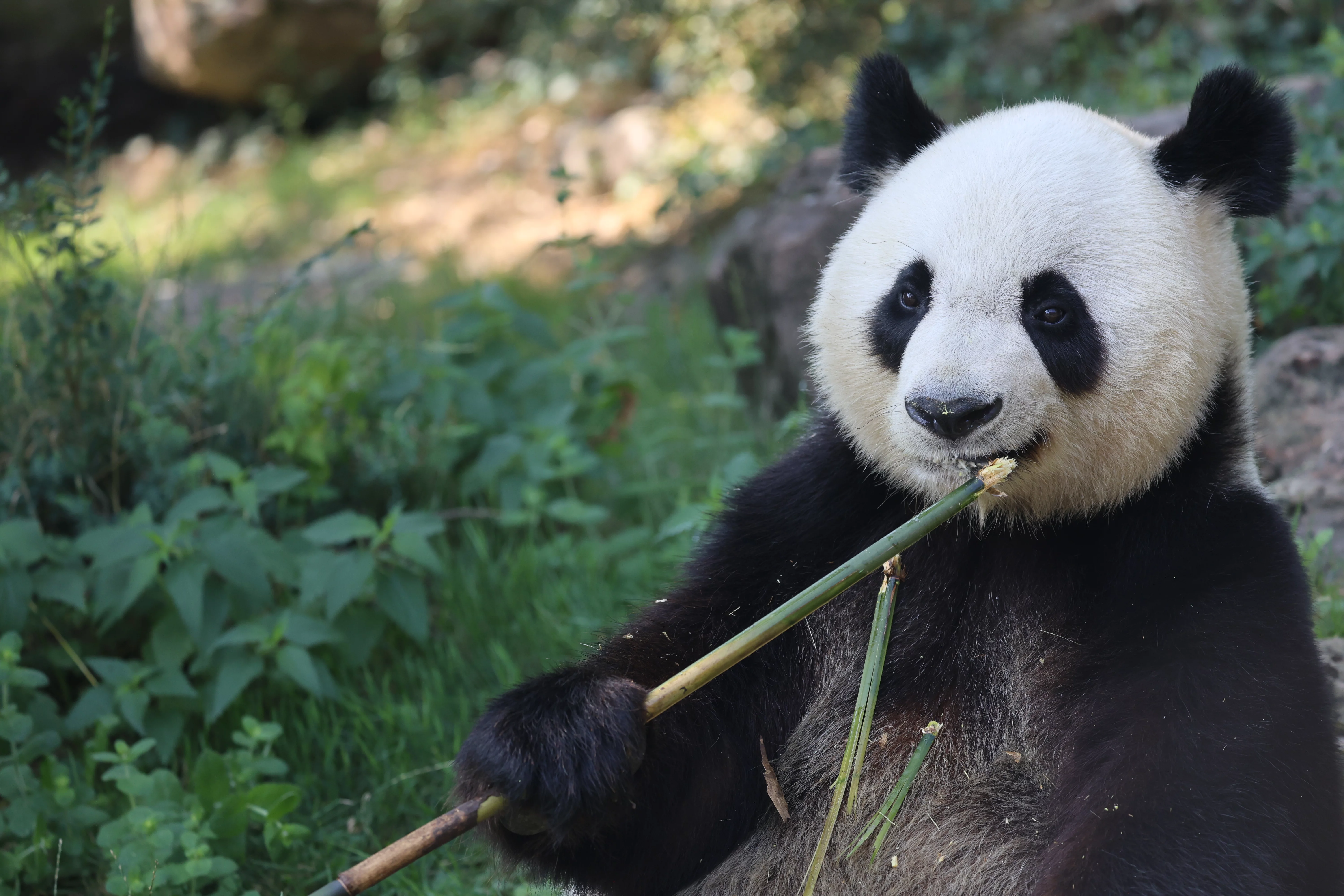 ZooParc de Beauval
