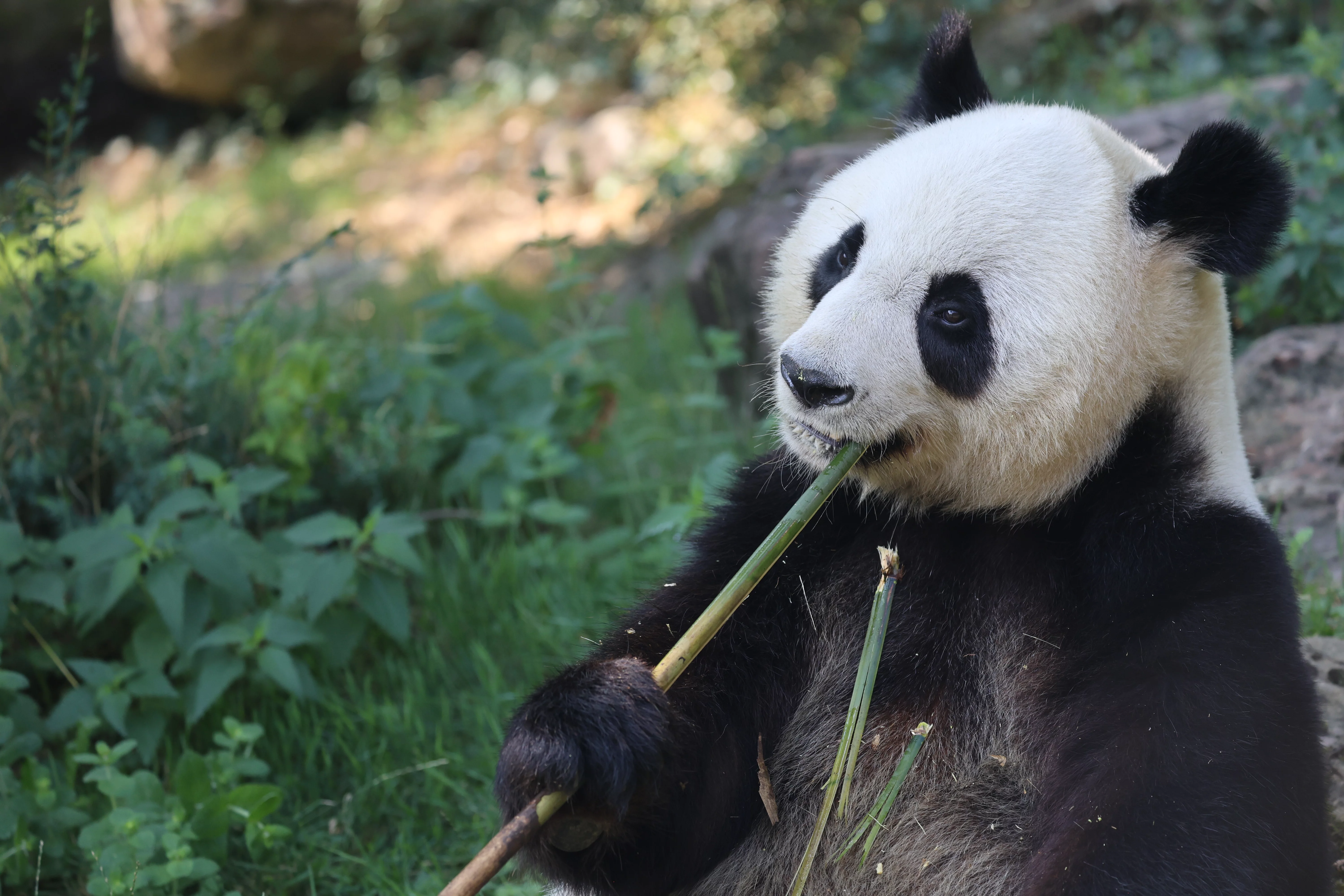 ZooParc de Beauval