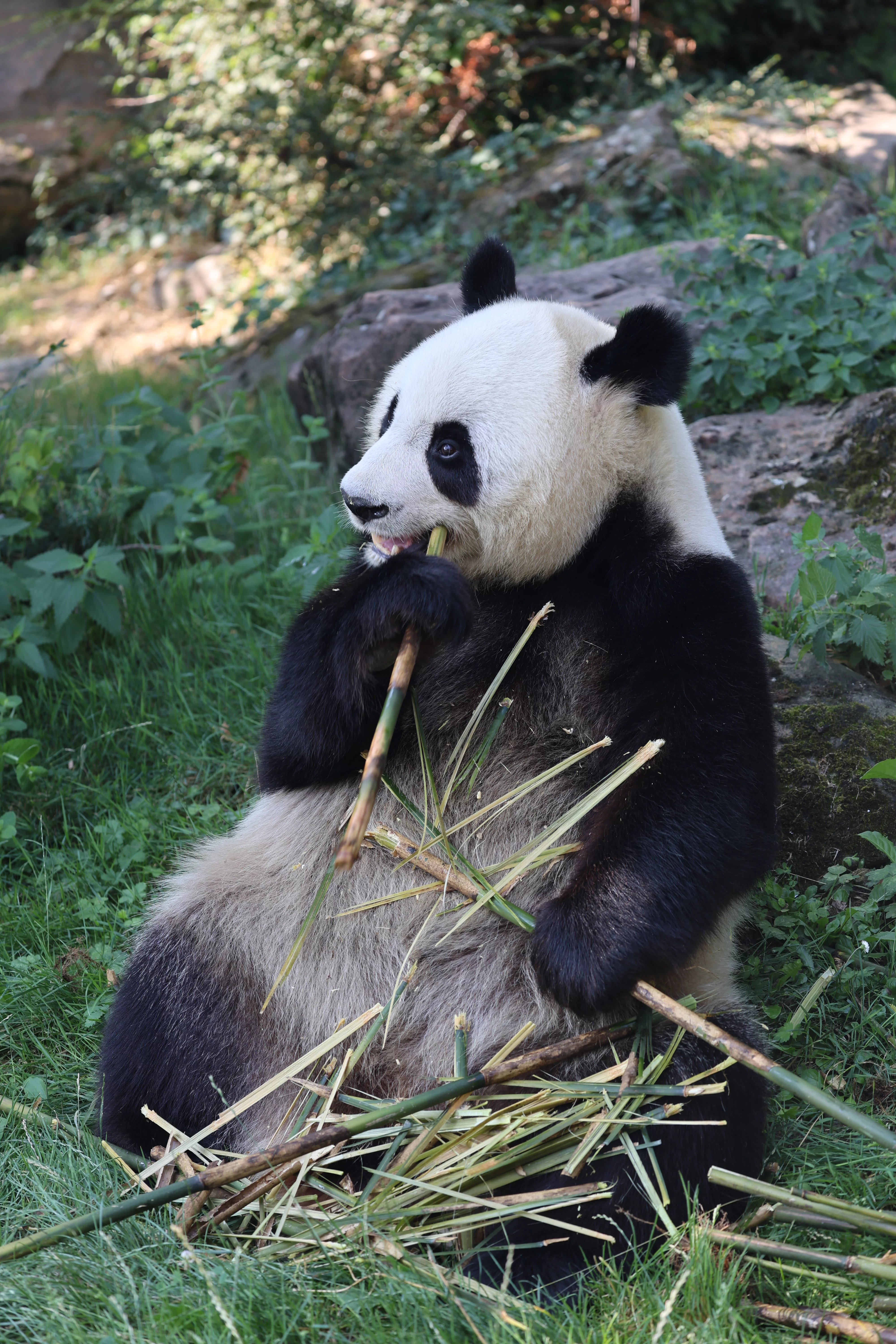 ZooParc de Beauval