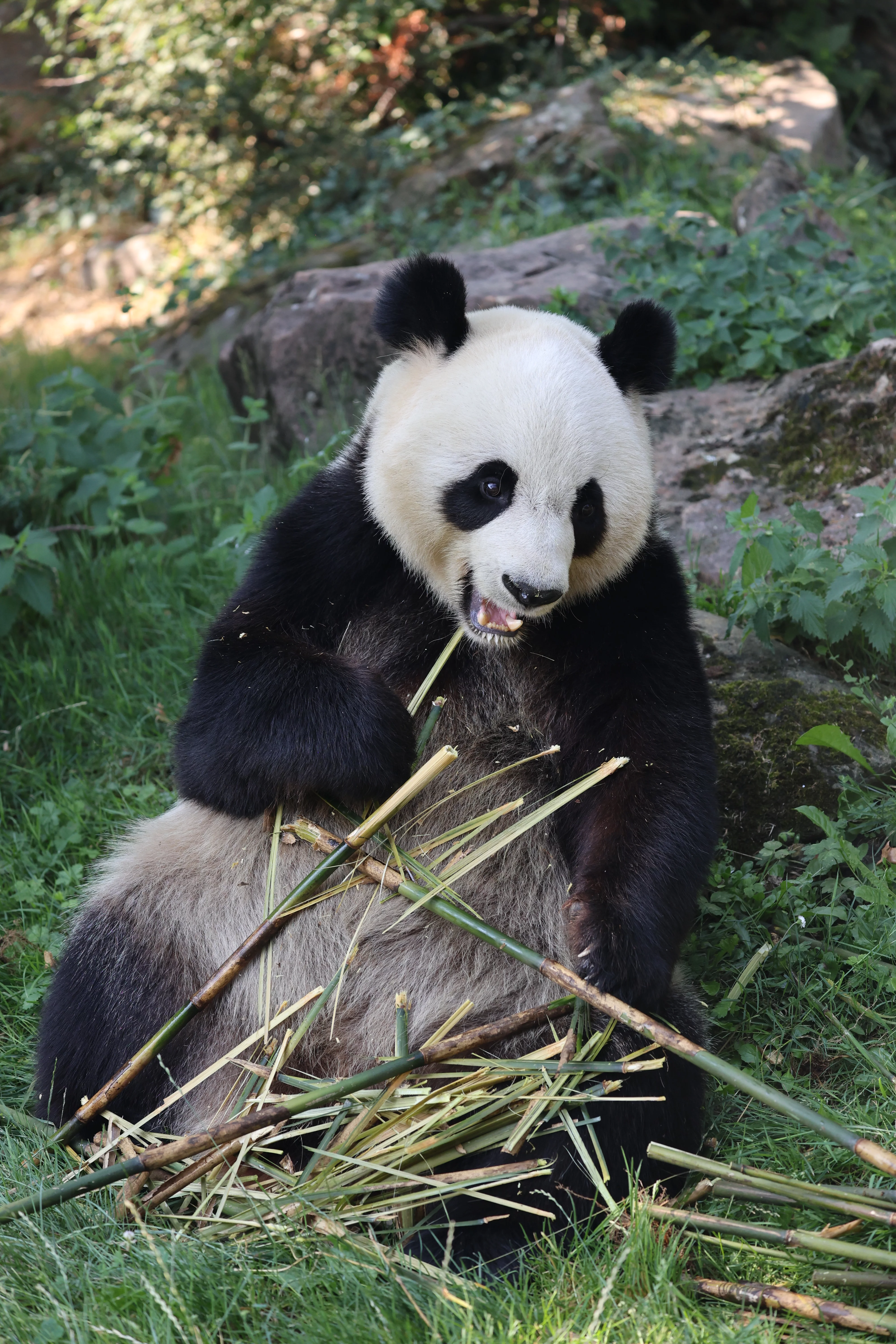 ZooParc de Beauval