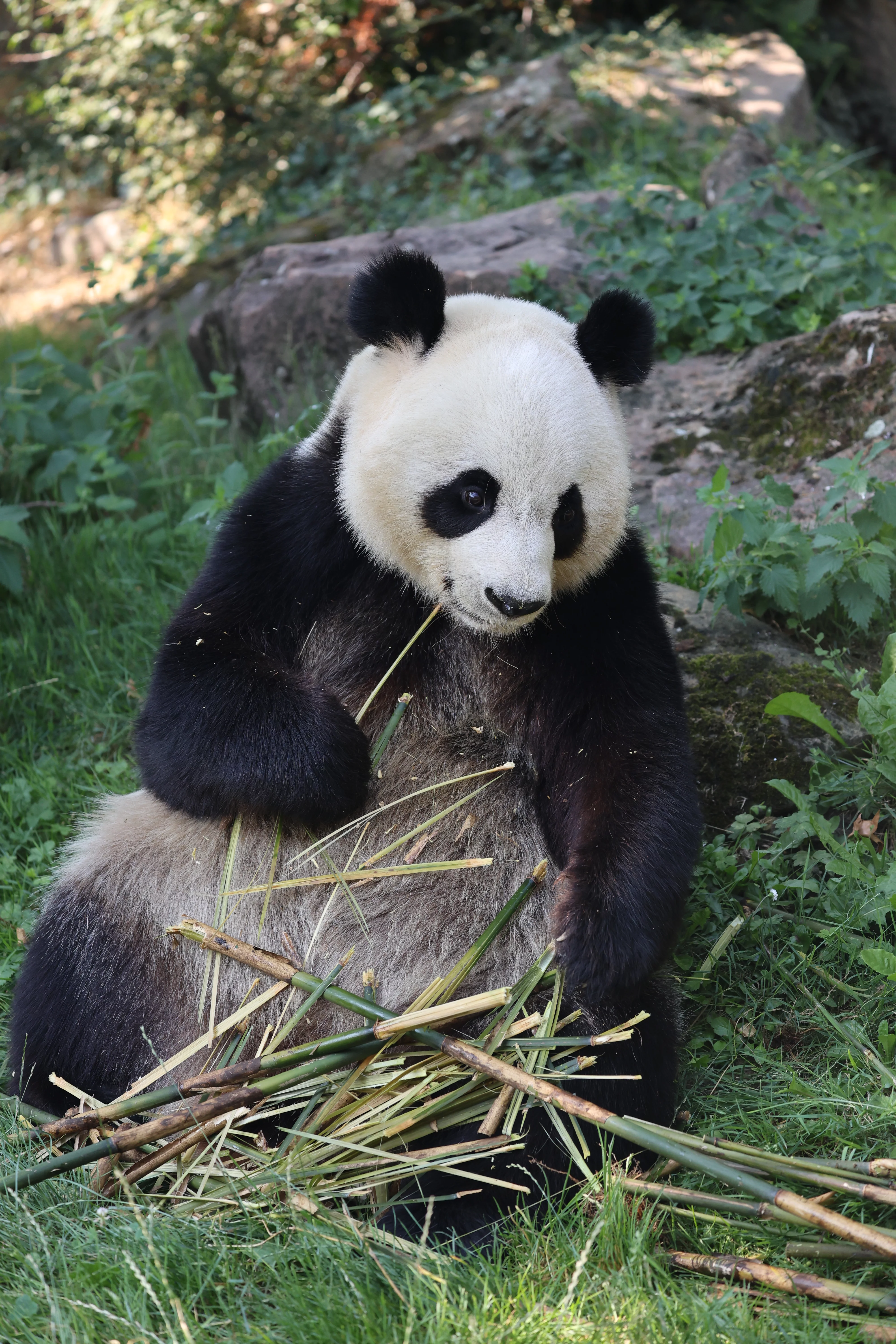 ZooParc de Beauval