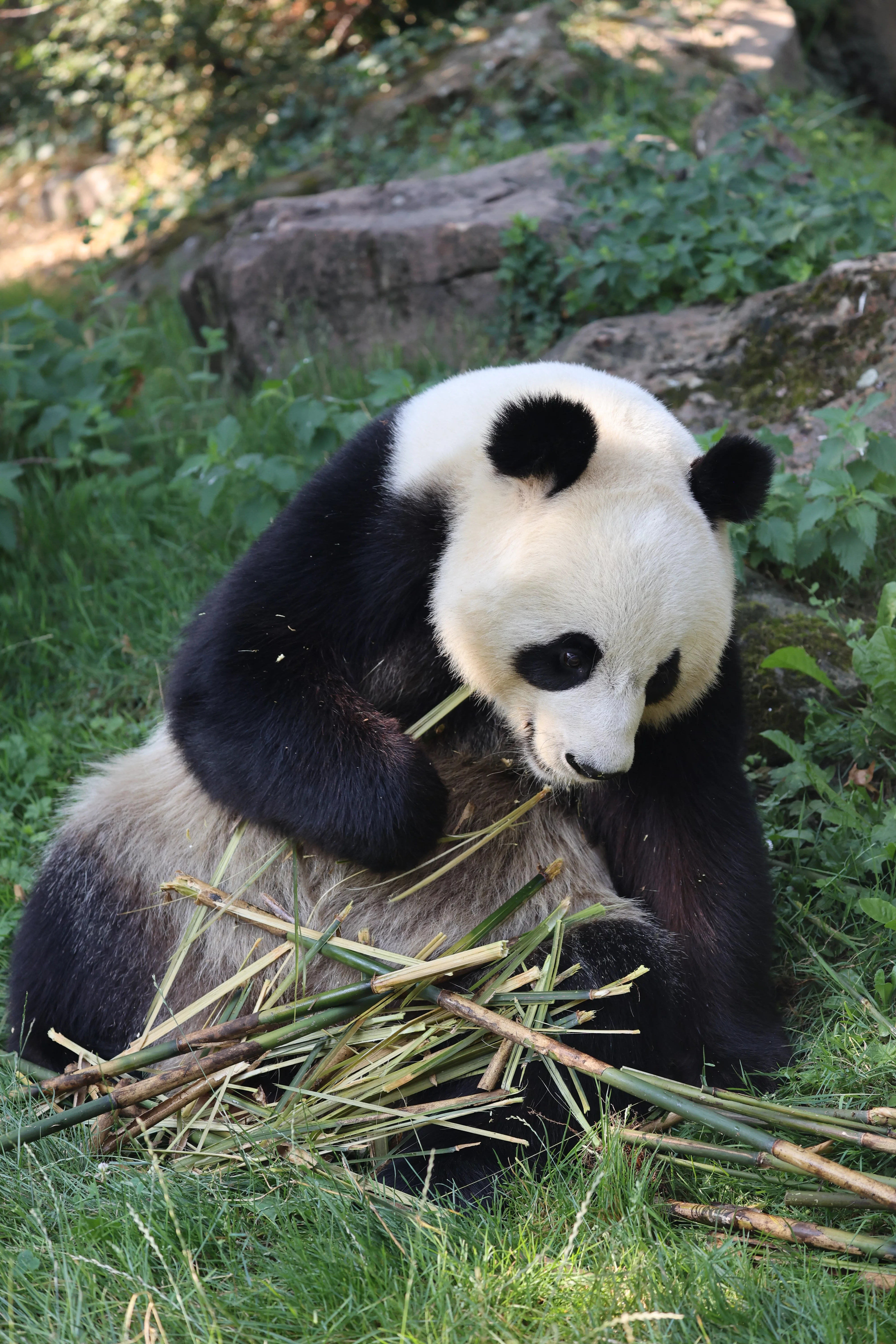 ZooParc de Beauval