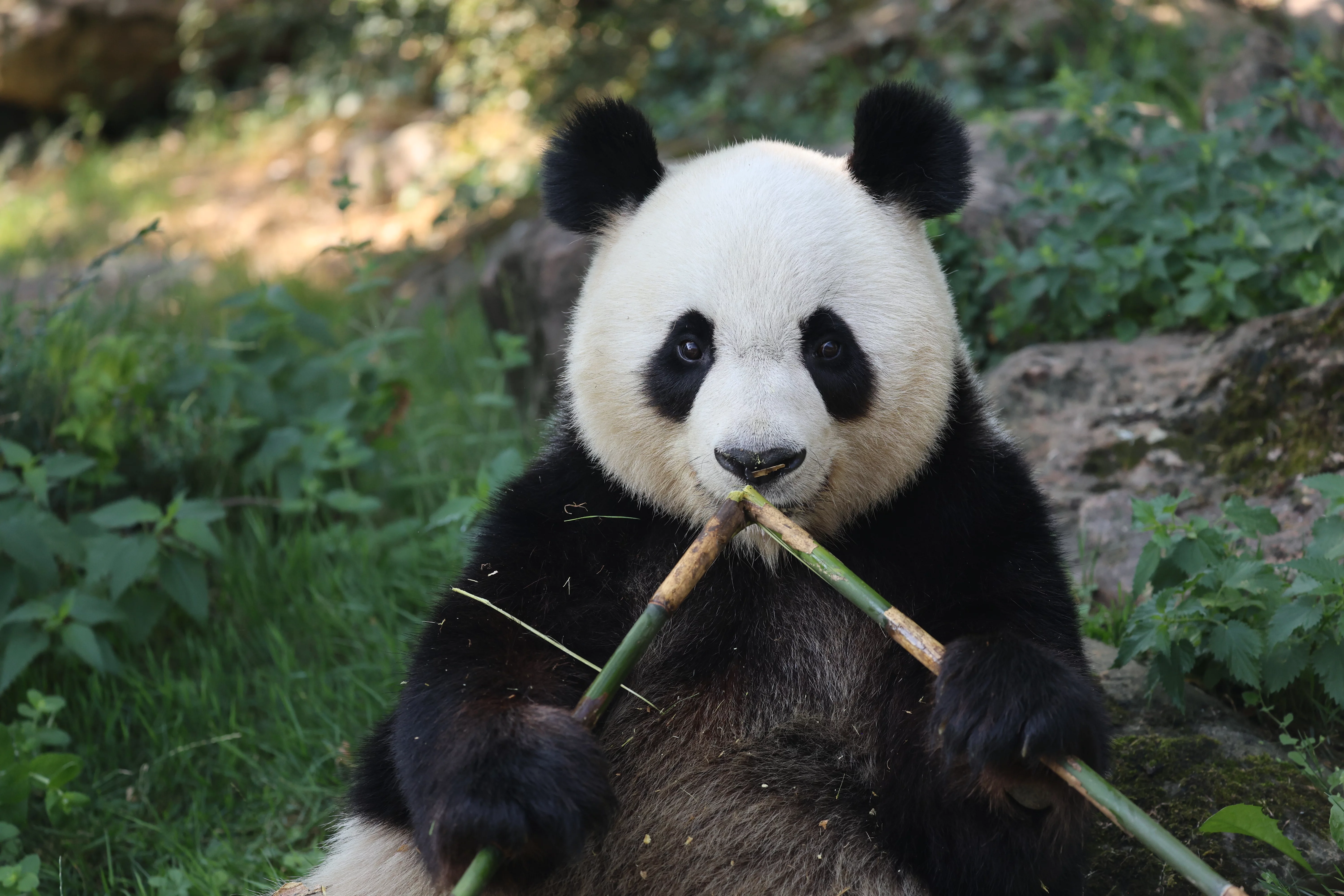 ZooParc de Beauval