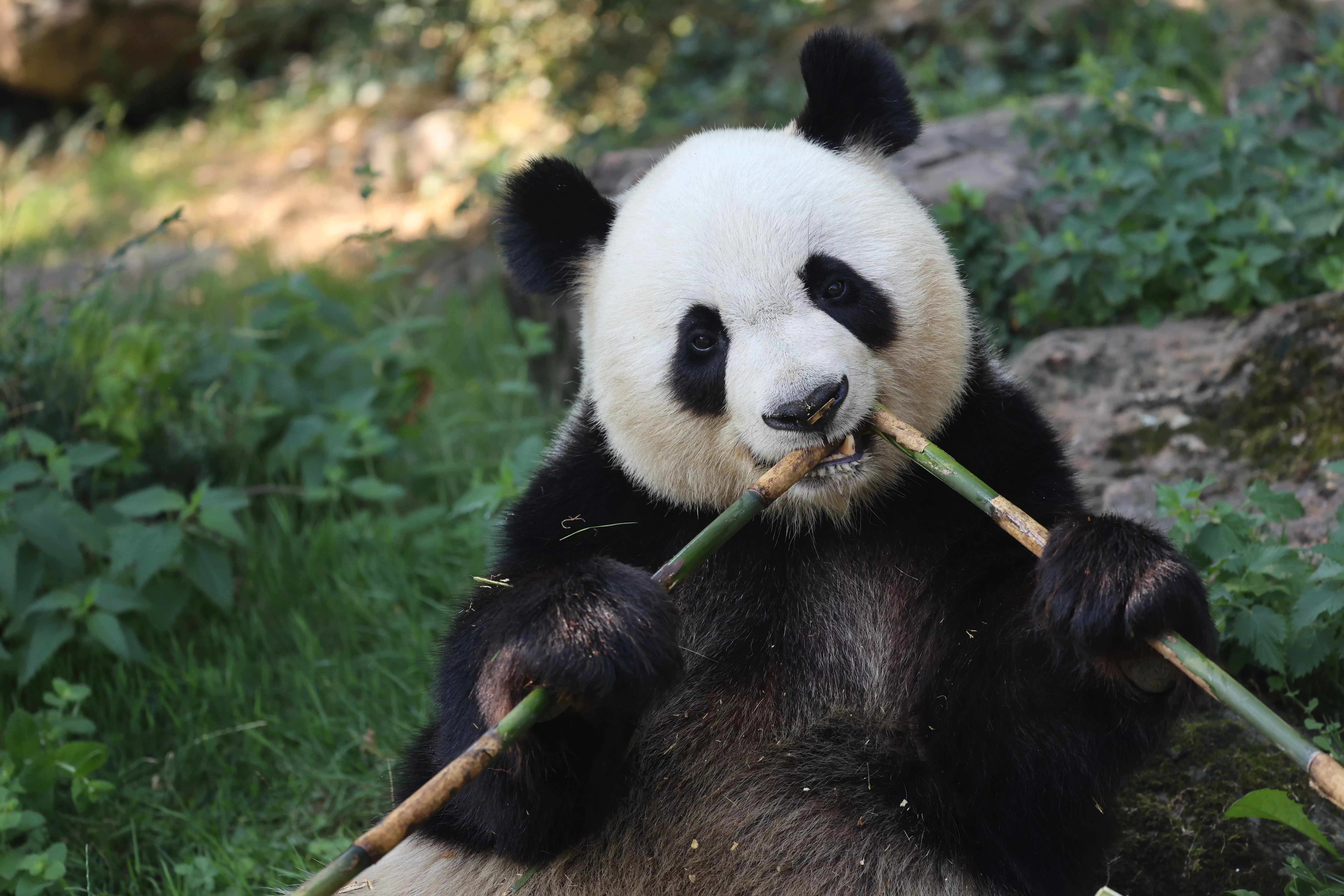 ZooParc de Beauval