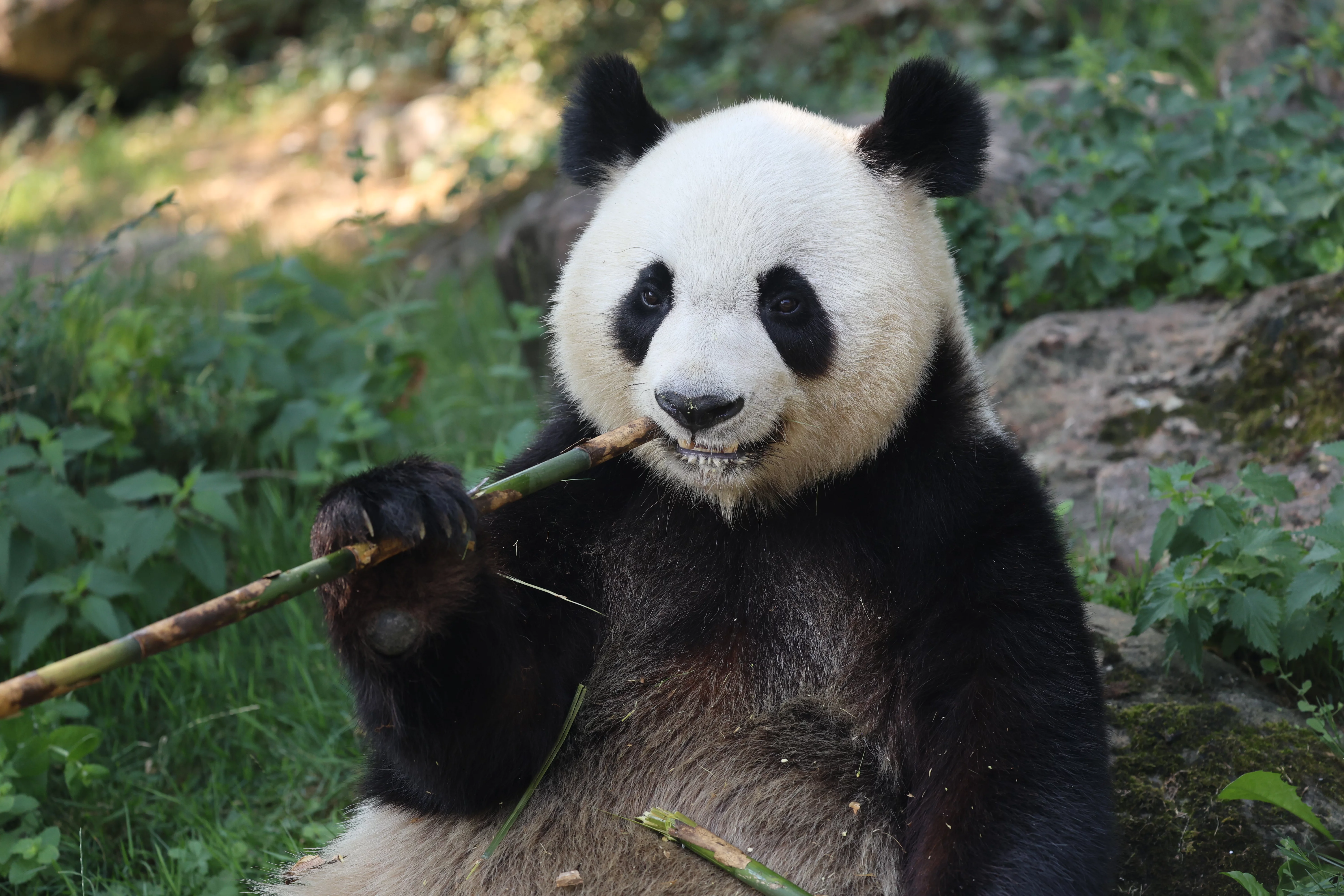 ZooParc de Beauval