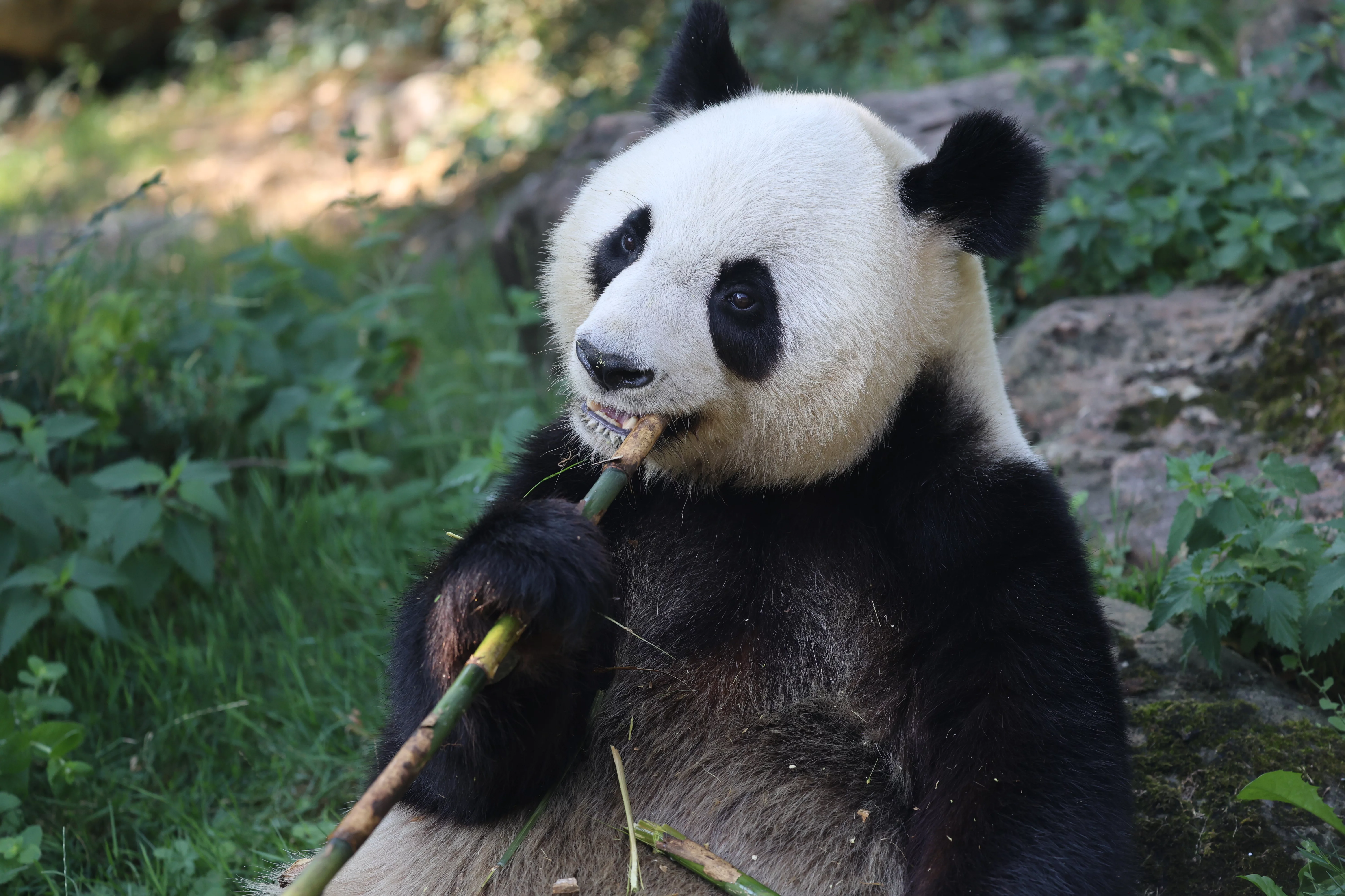 ZooParc de Beauval