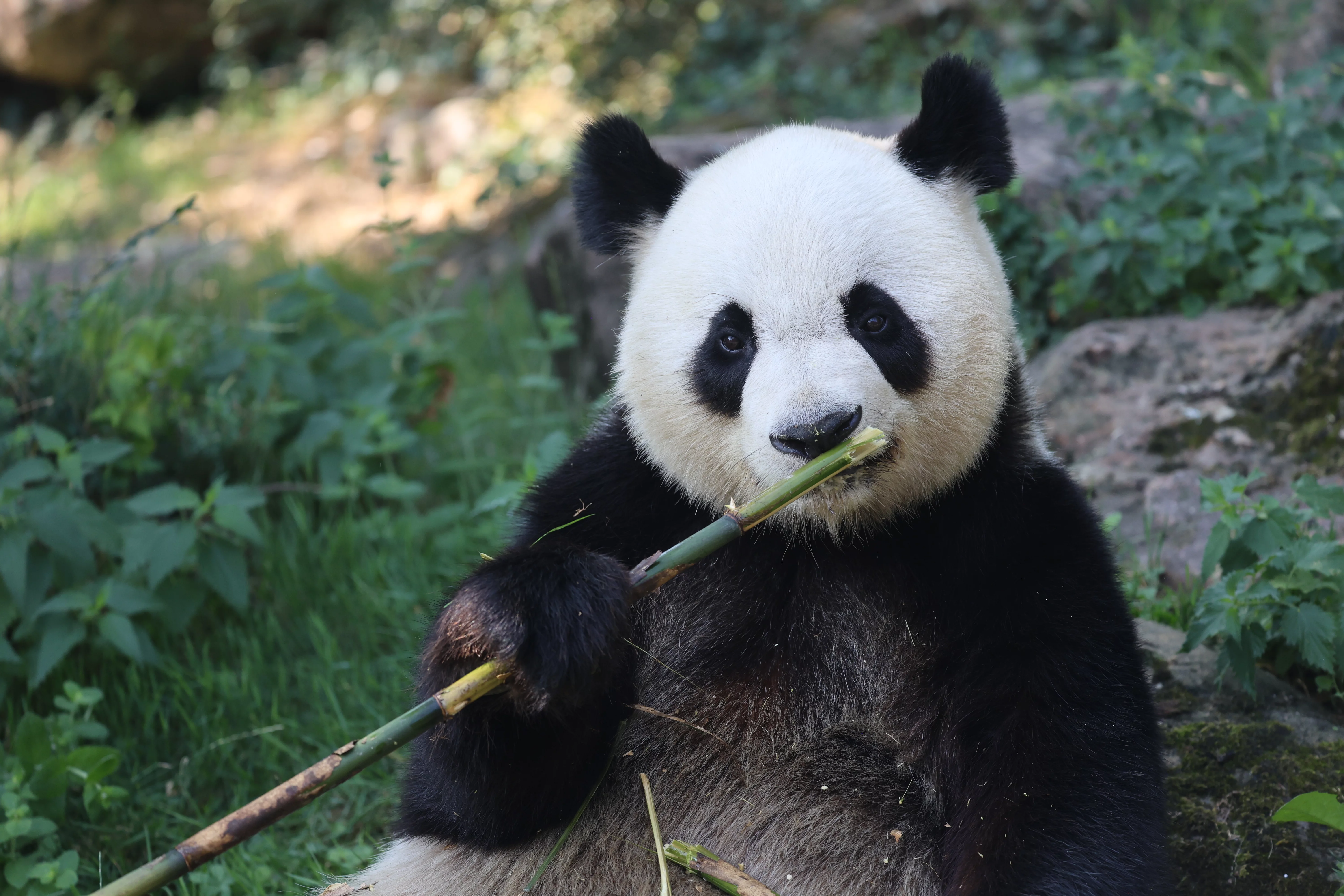 ZooParc de Beauval
