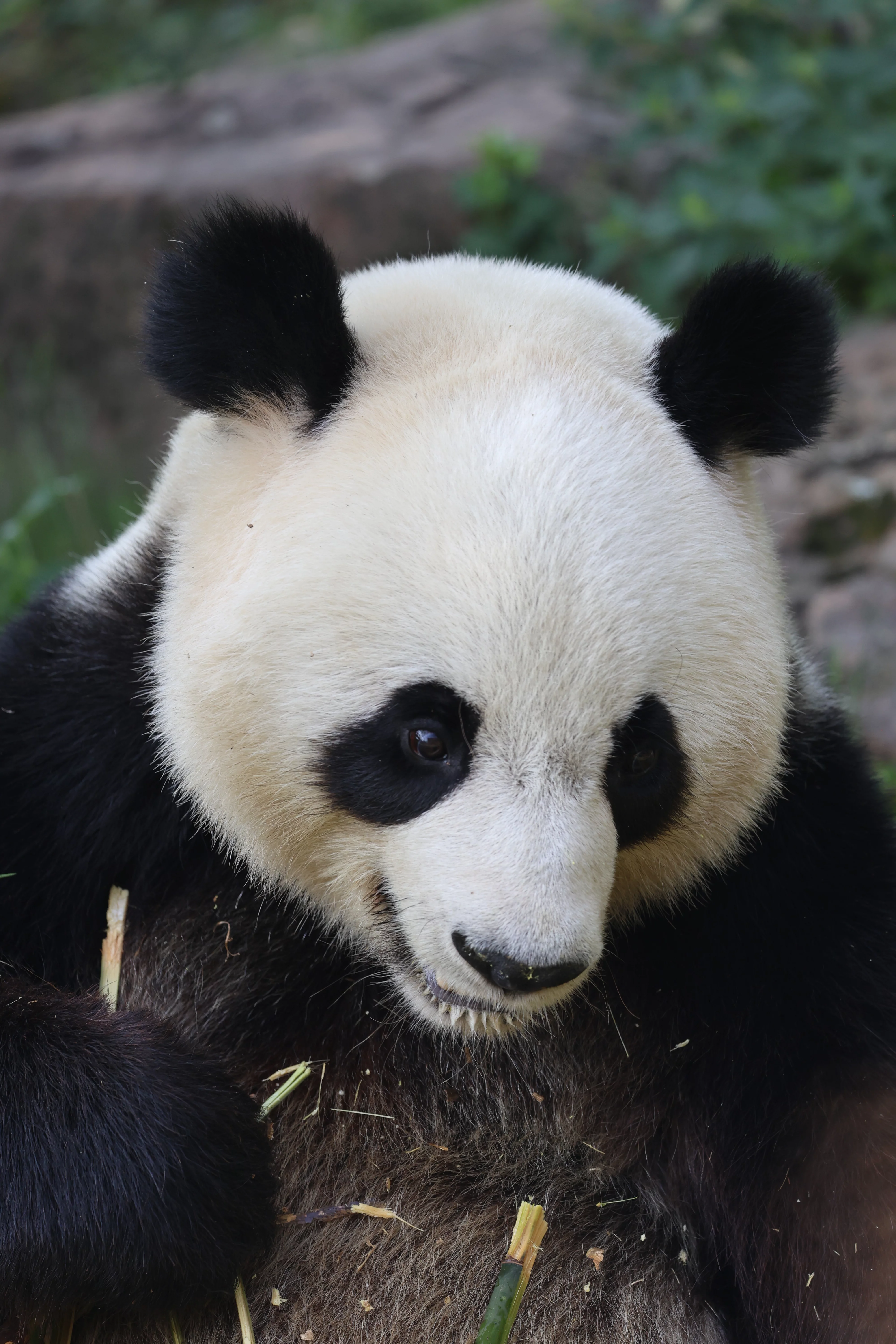 ZooParc de Beauval