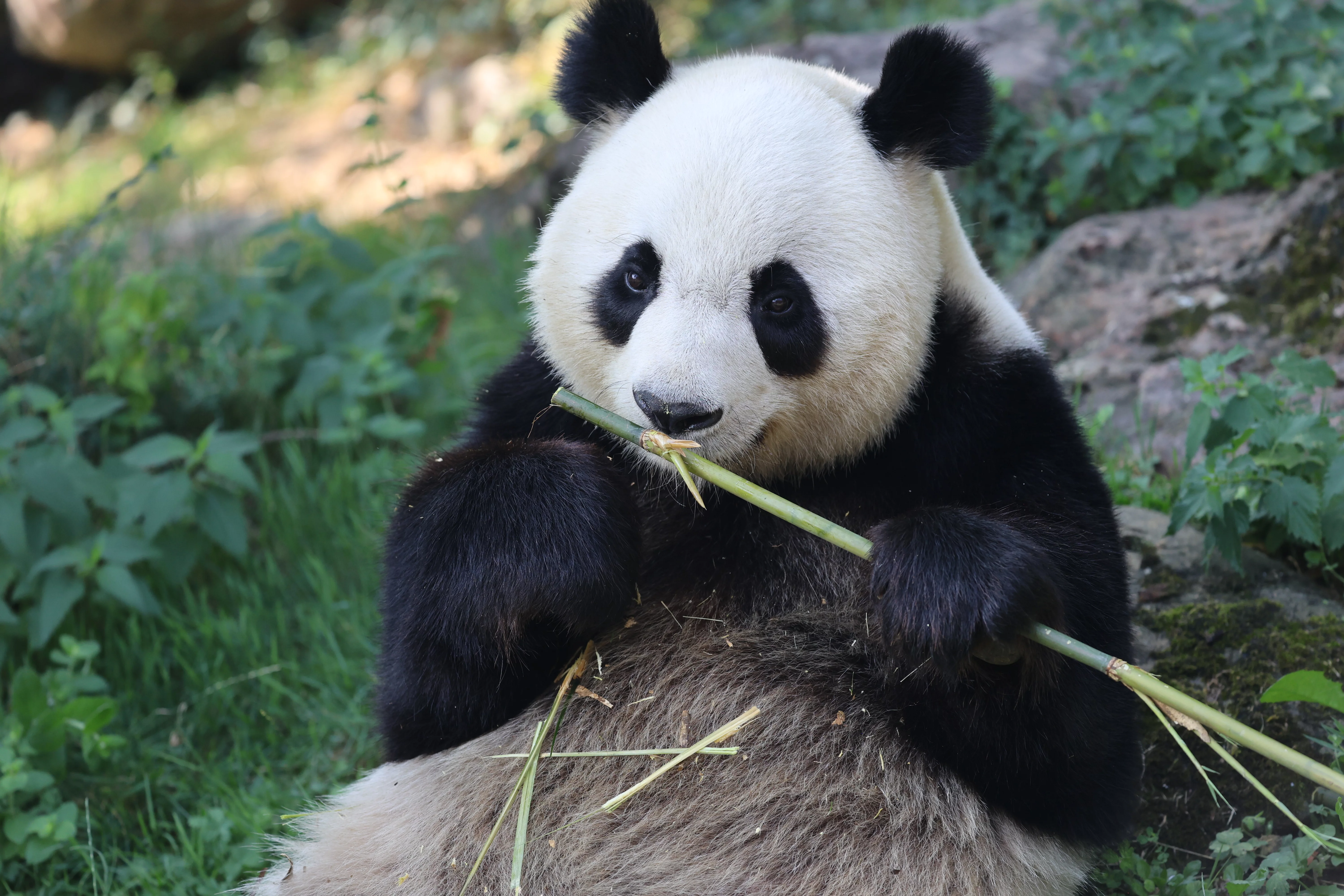 ZooParc de Beauval