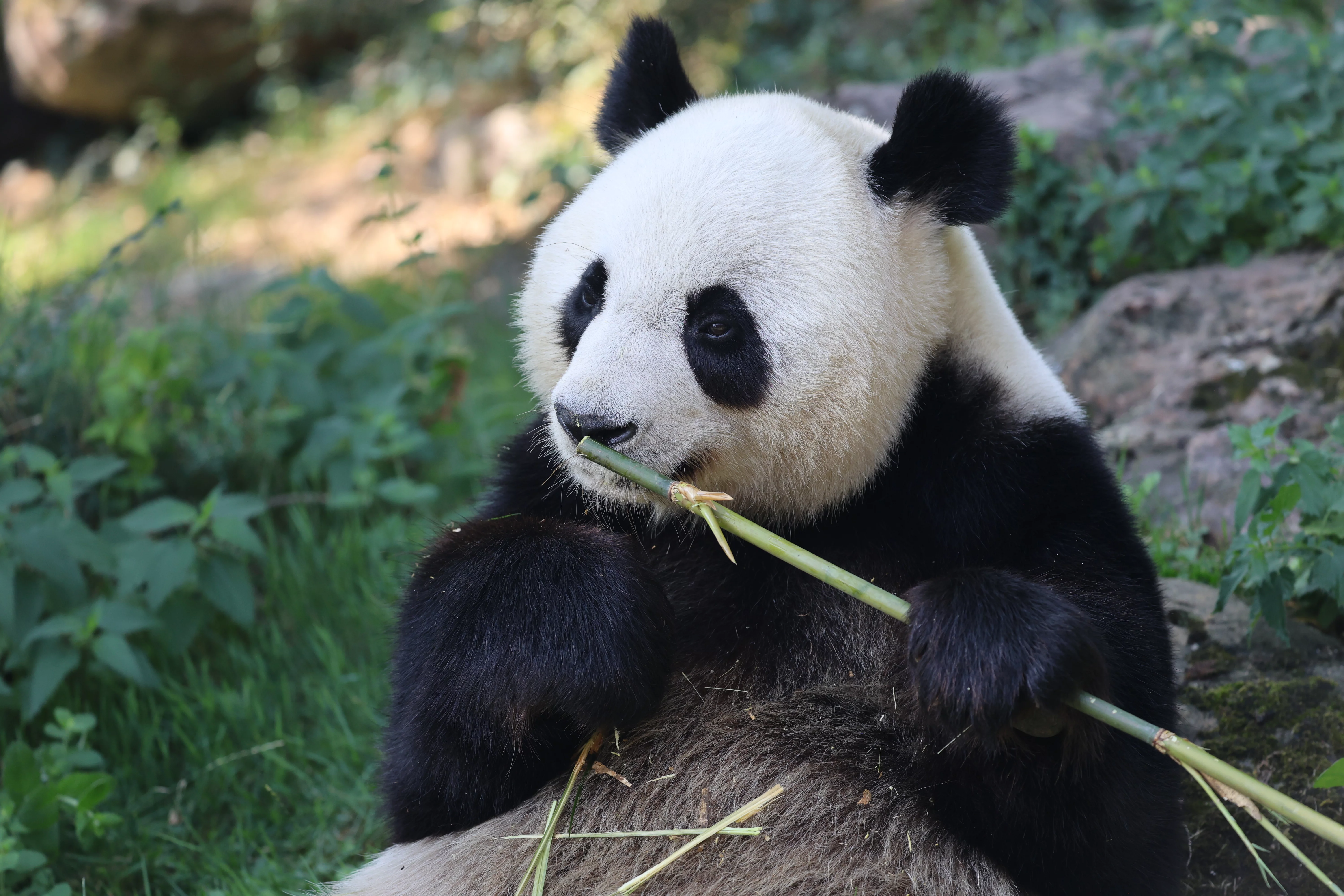 ZooParc de Beauval