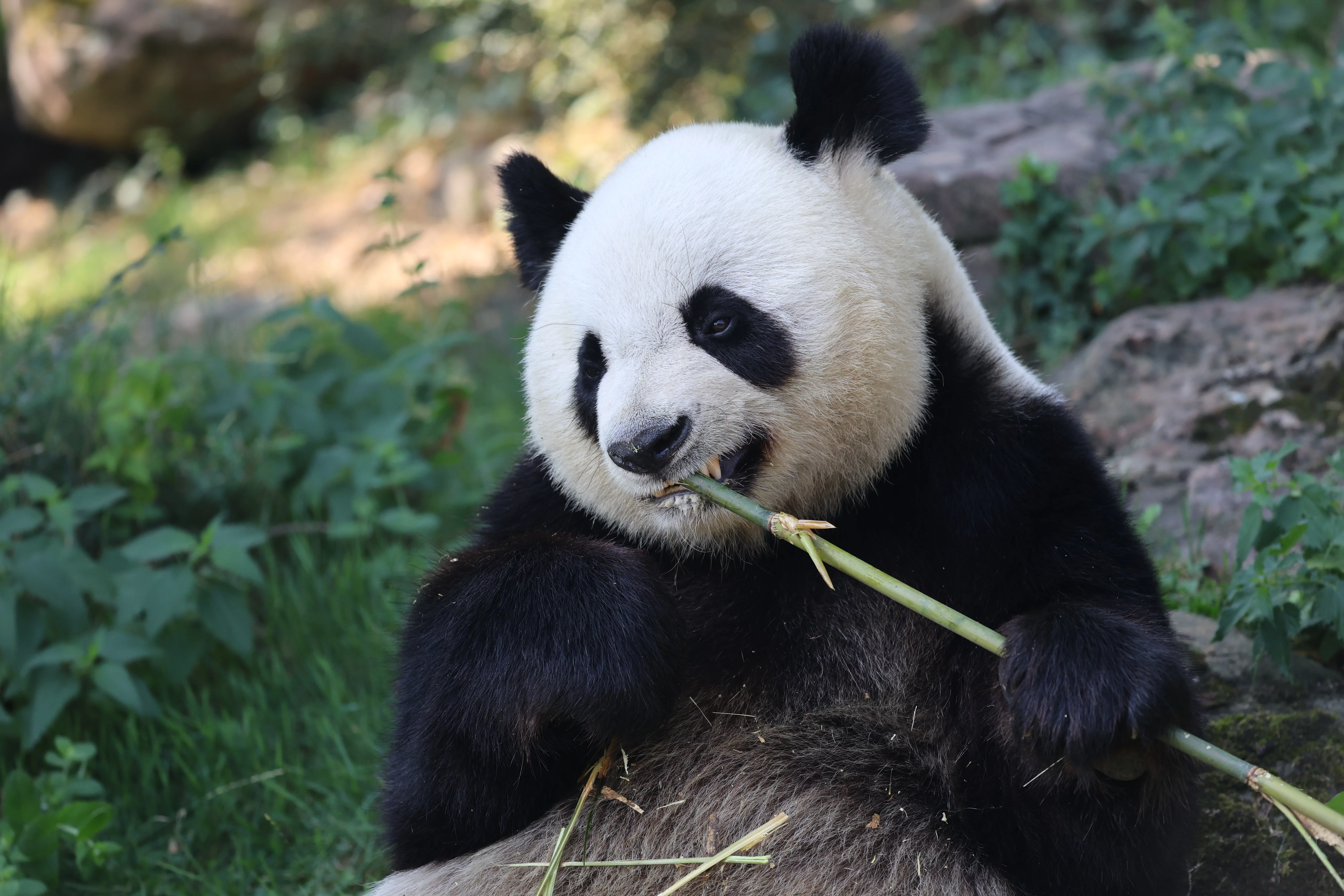 ZooParc de Beauval