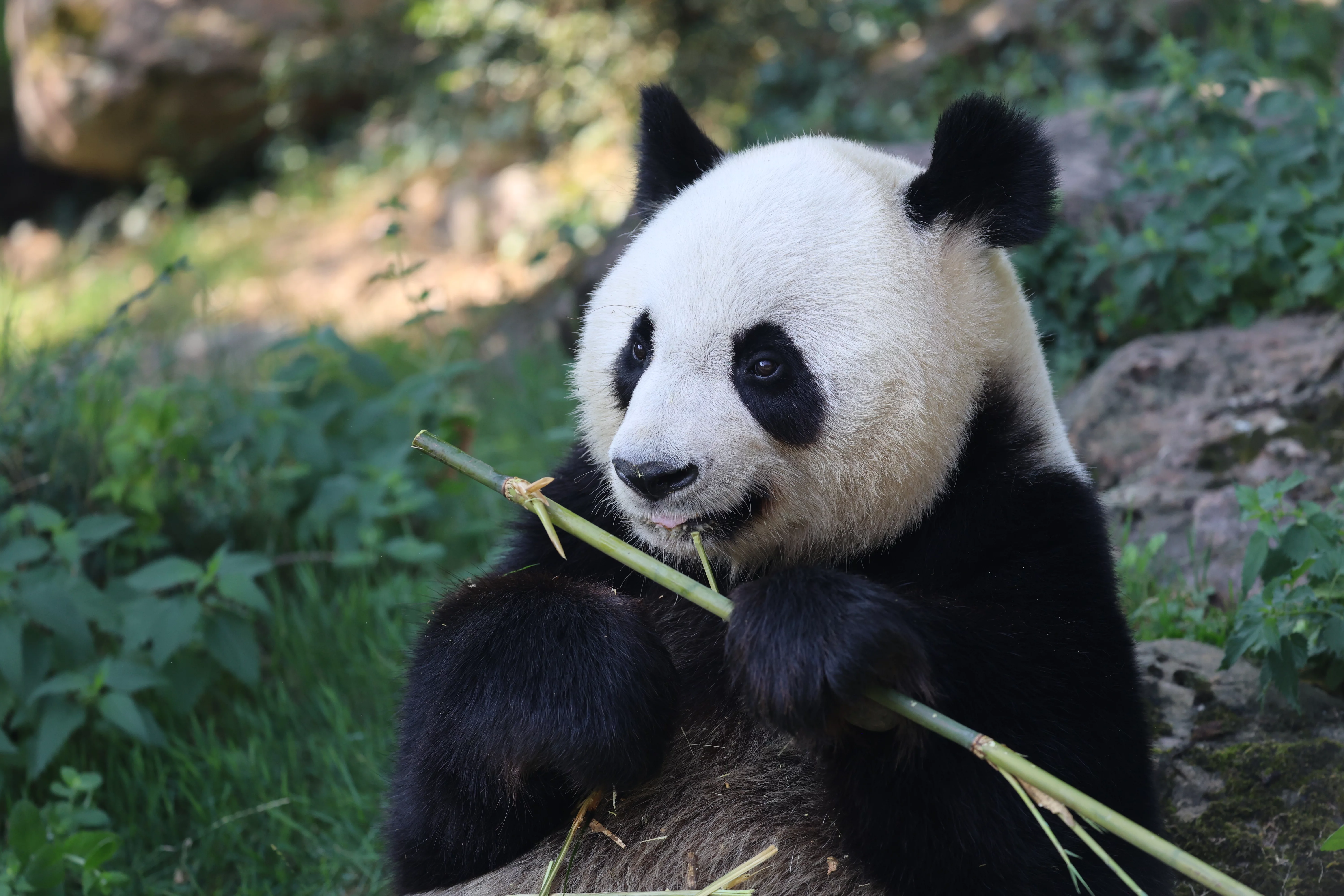ZooParc de Beauval