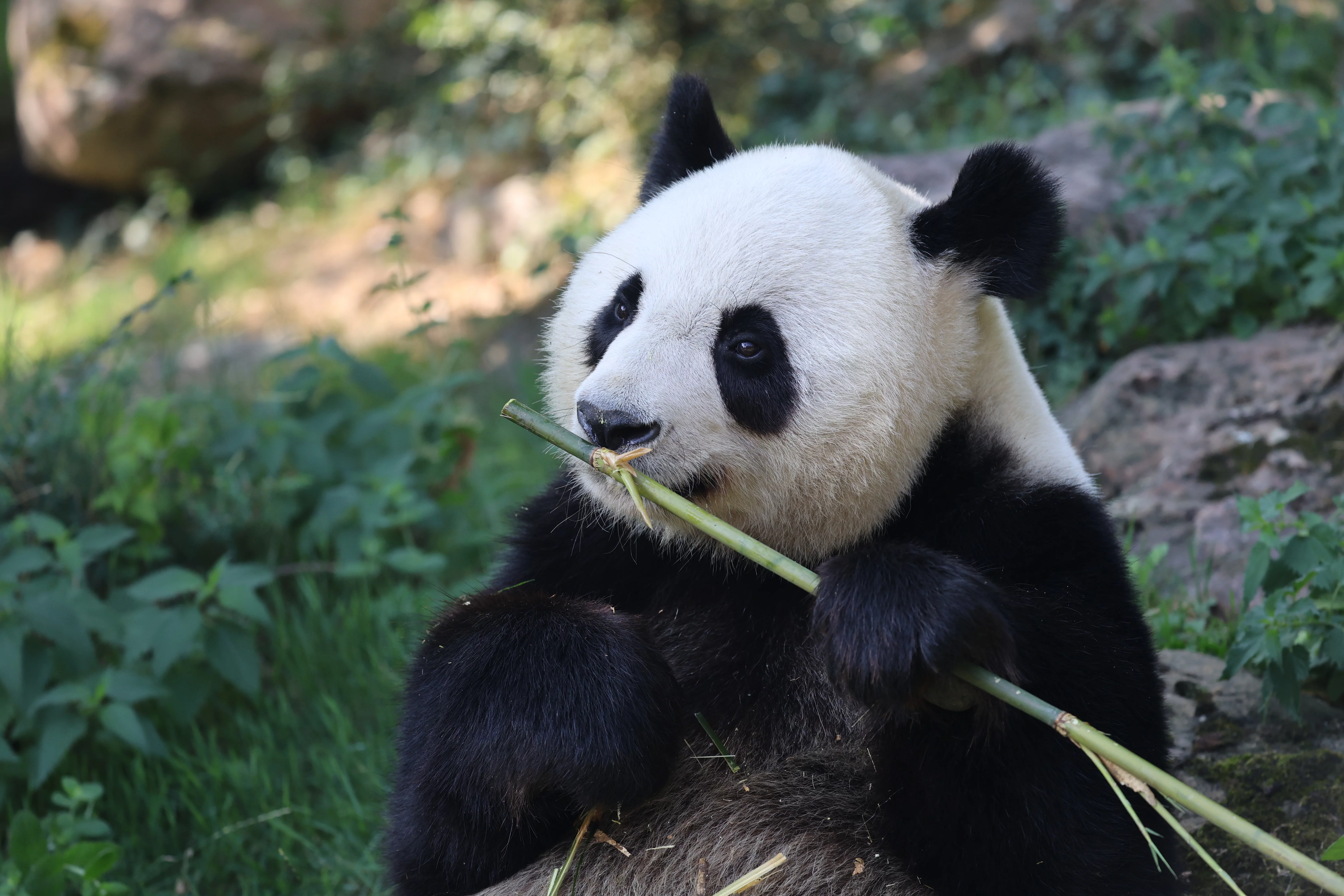 ZooParc de Beauval